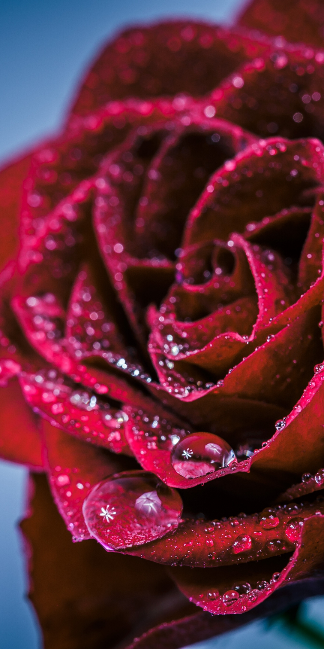 Drops, red rose, portrait, 1080x2160 wallpaper