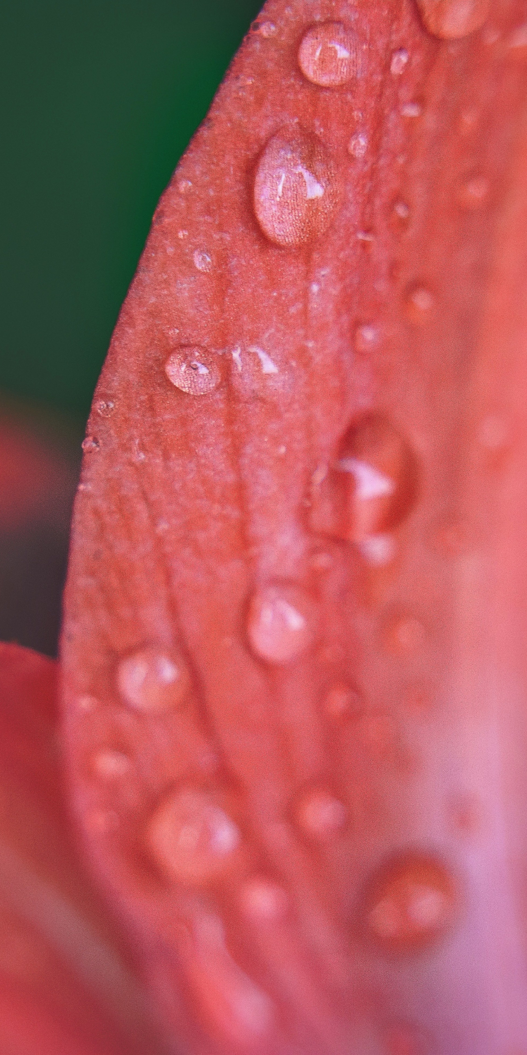 Petals, flower, close up, drops, 1080x2160 wallpaper