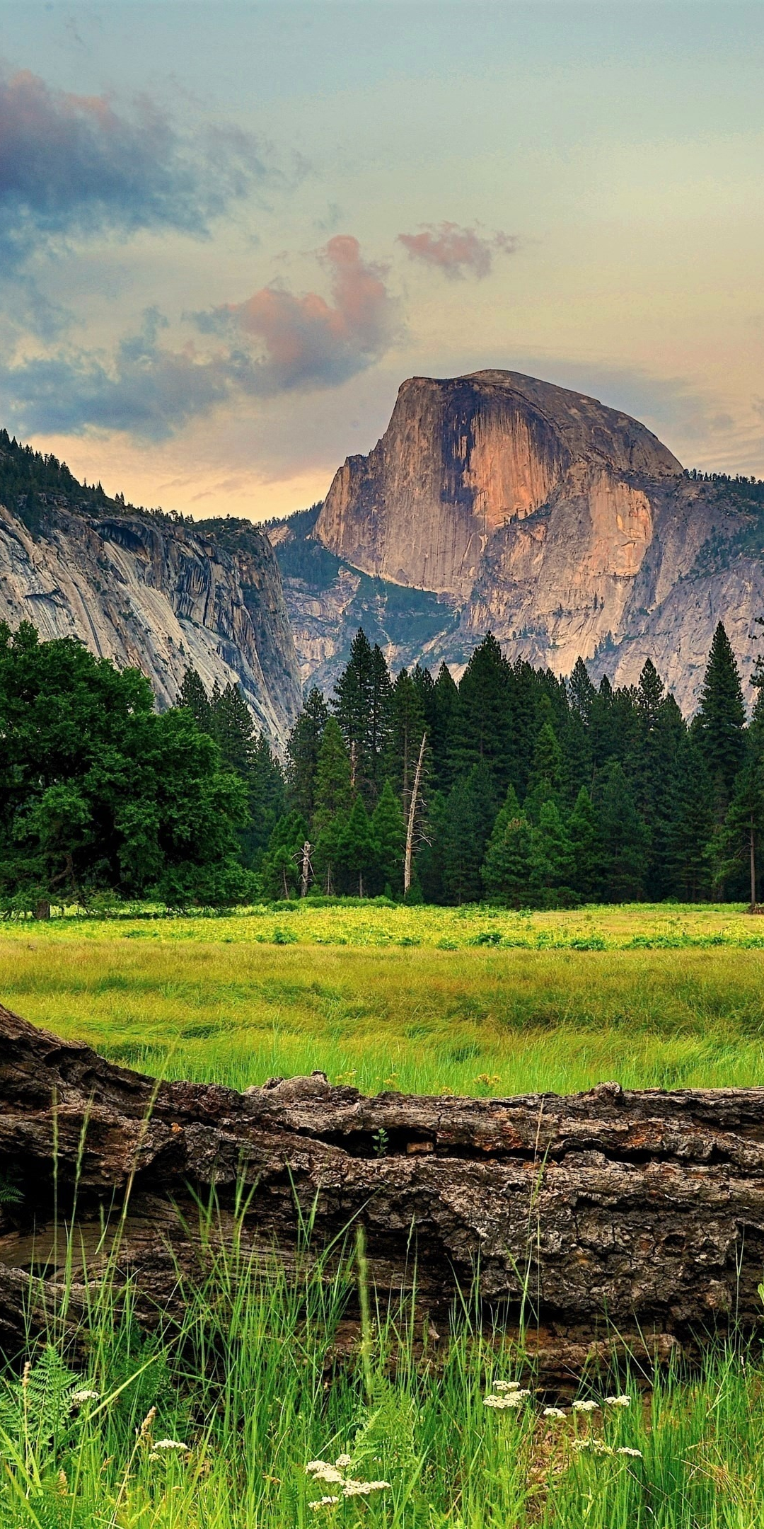 Tree trunk, landscape, half dome, Yosemite valley, 1080x2160 wallpaper