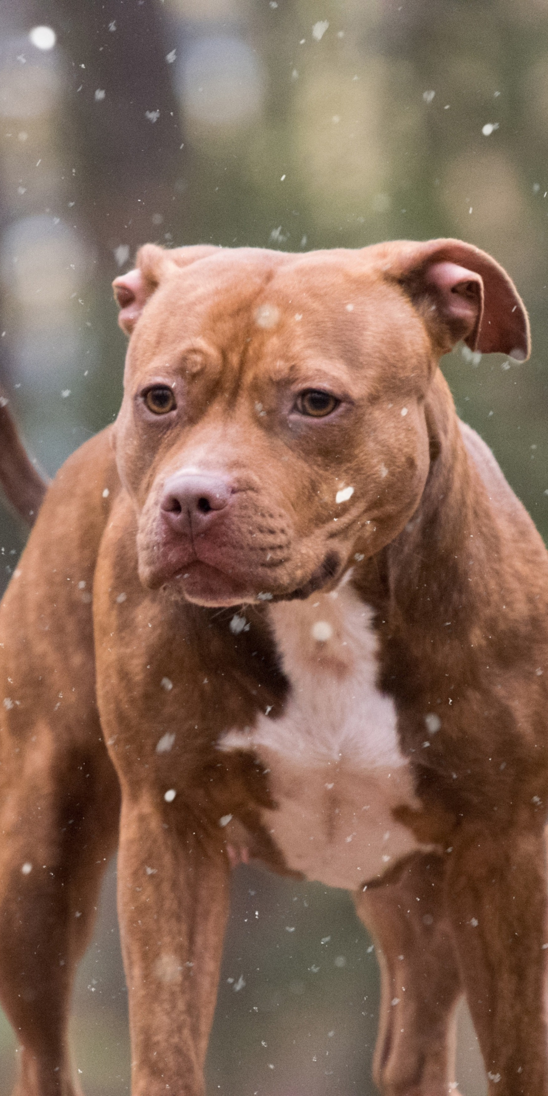 Pit bull, dog, winter, 1080x2160 wallpaper