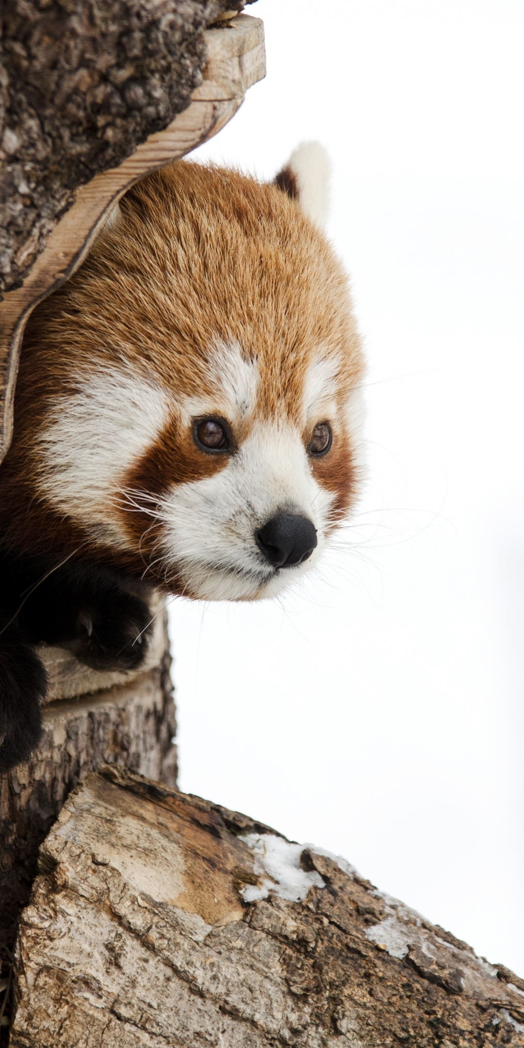 Red panda, muzzle, cute, 1080x2160 wallpaper