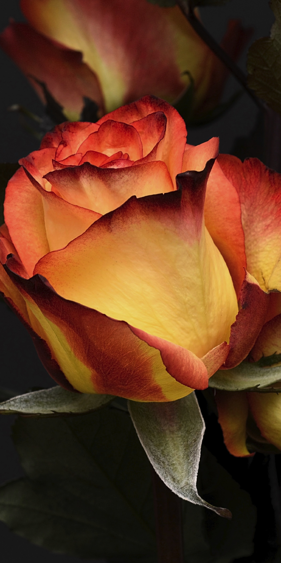 Orange roses, flowers, close up, 1080x2160 wallpaper