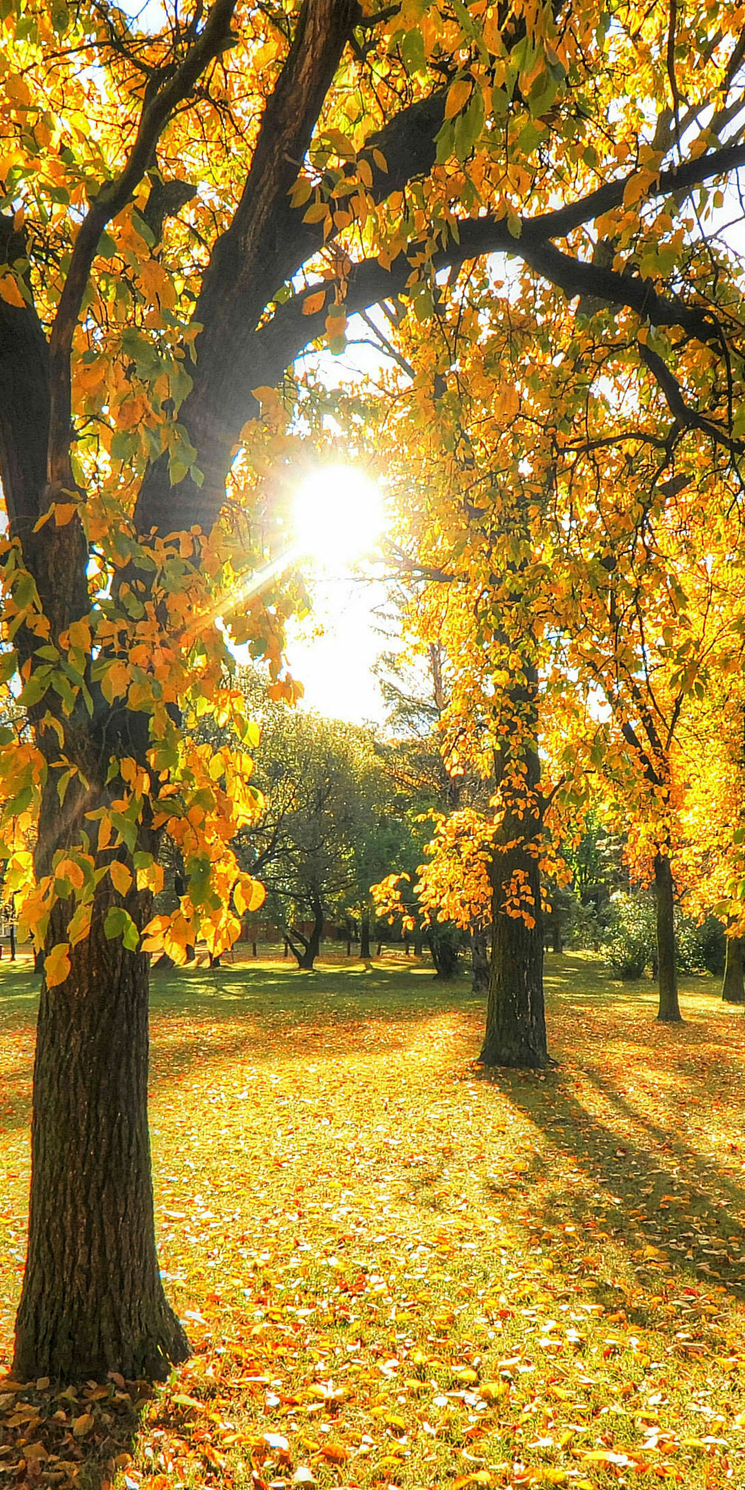 Garden trees, autumn, sunbeams, nature, 1080x2160 wallpaper