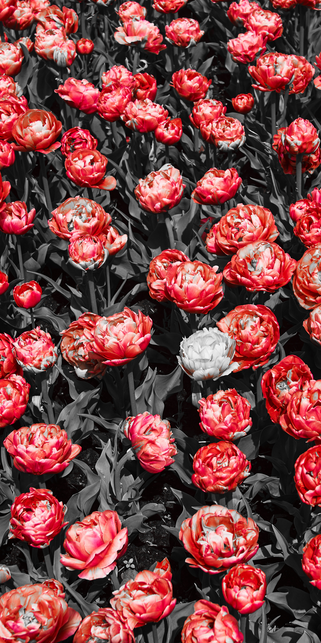 Red flowers, buttercup, garden, plants, 1080x2160 wallpaper