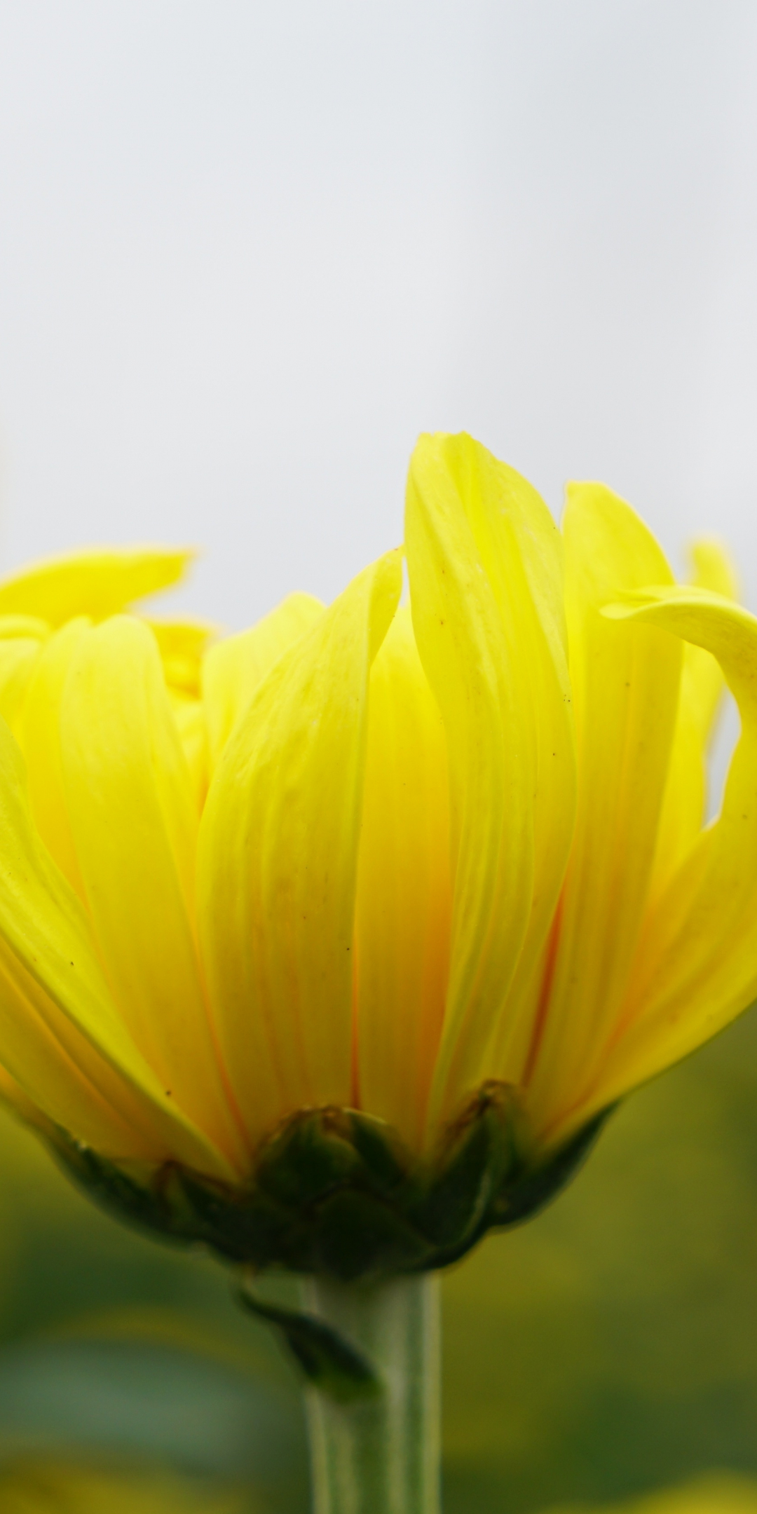 Yellow flower, summer, blur, 1080x2160 wallpaper