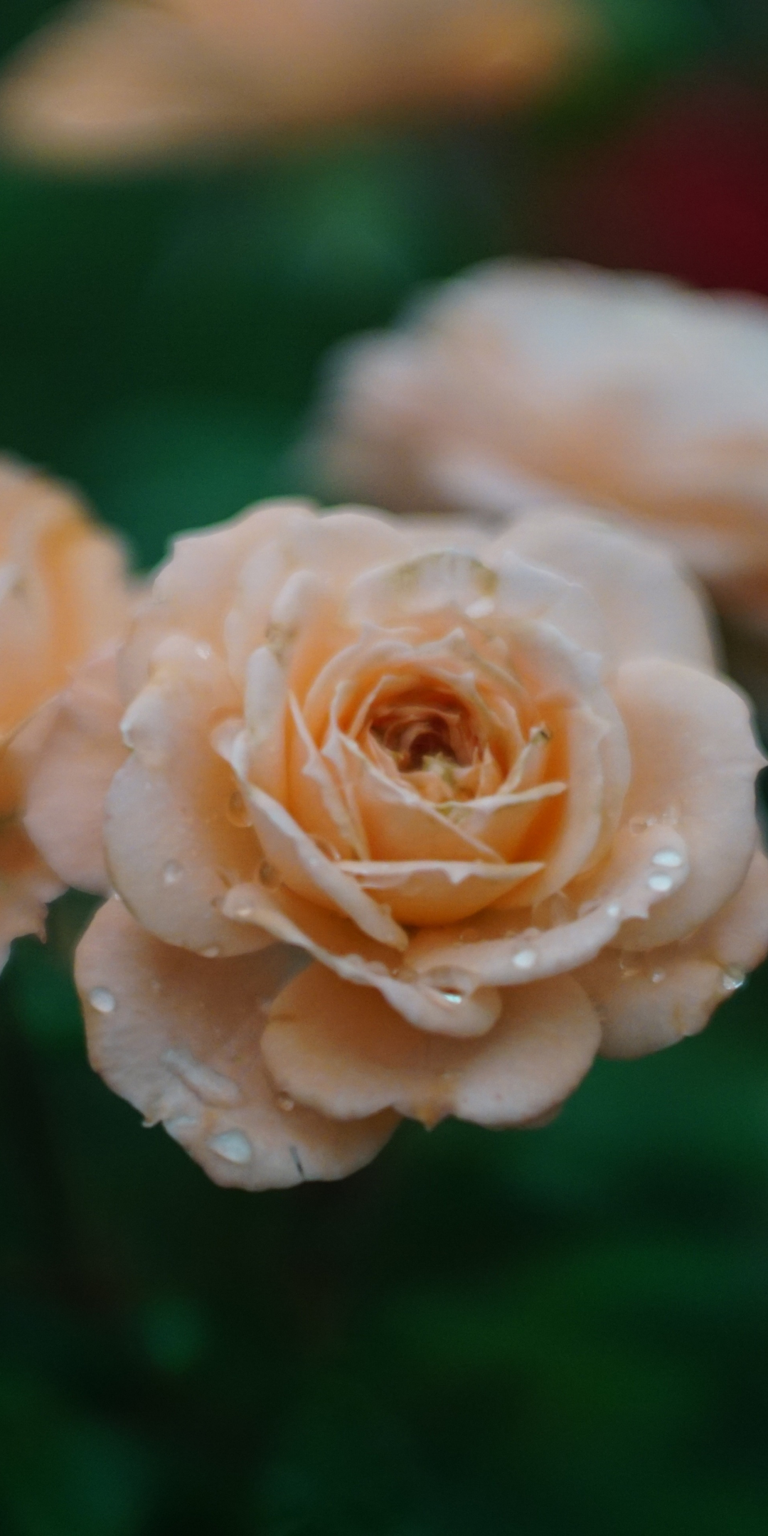 Drops, fresh, orange roses, blur, 1080x2160 wallpaper