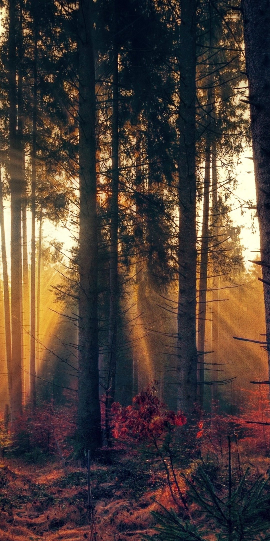Forest, trees, sunbeams, nature, 1080x2160 wallpaper
