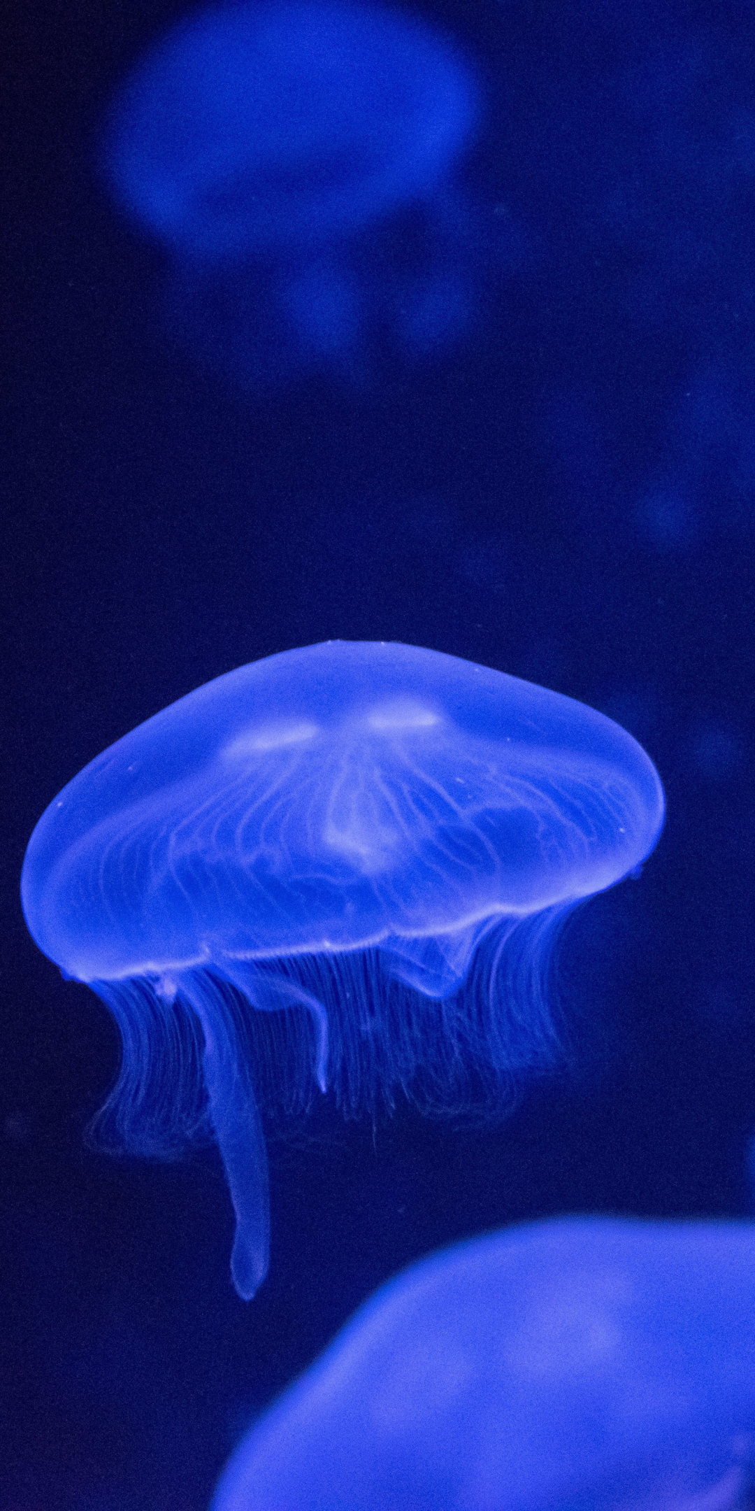 Underwater, glow, jellyfish, 1080x2160 wallpaper