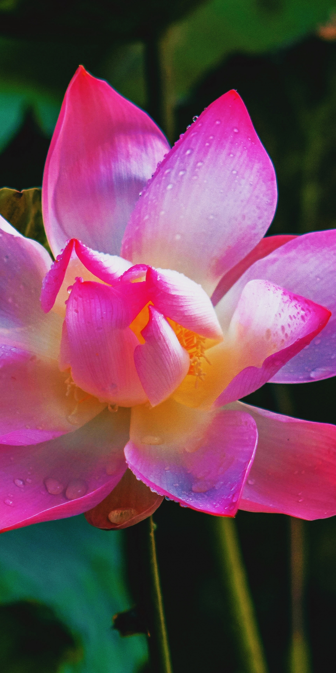 Adorable, flower, pink, lotus, 1080x2160 wallpaper