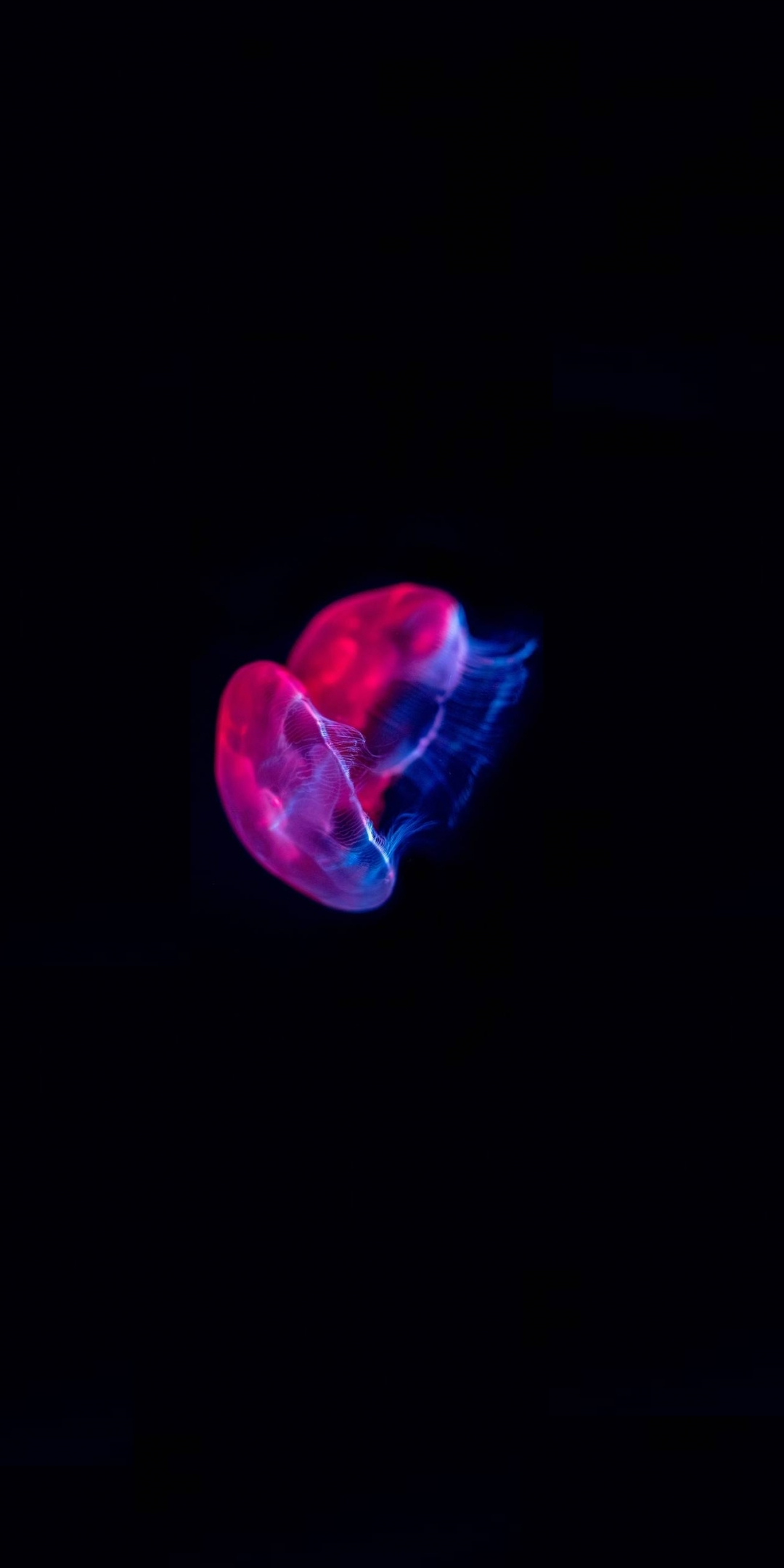 Colored jellyfish, pink-blue glow, minimal, 1080x2160 wallpaper