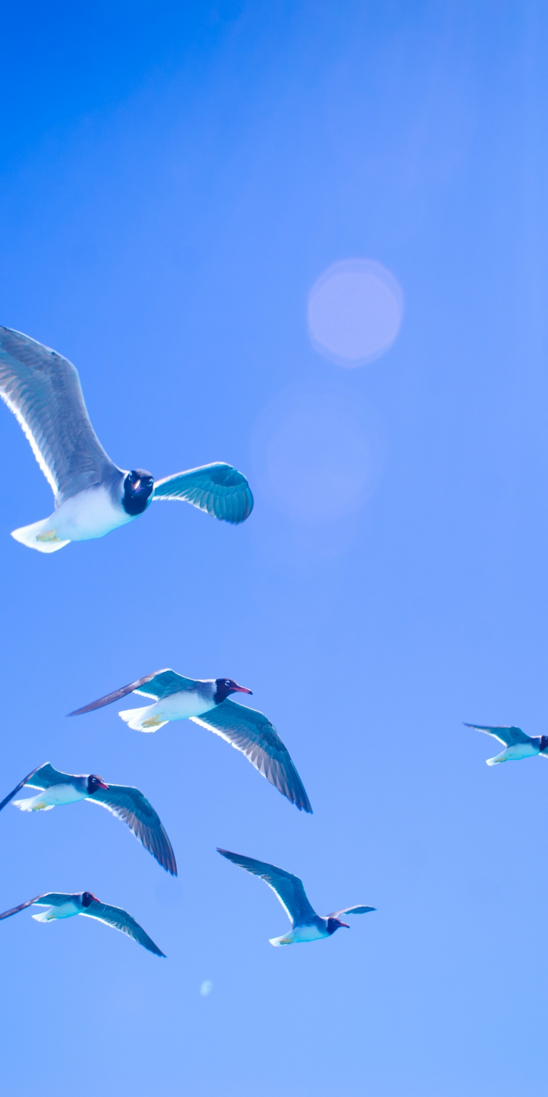 Gulls, seagulls, flight, sky, sunlight, 1080x2160 wallpaper