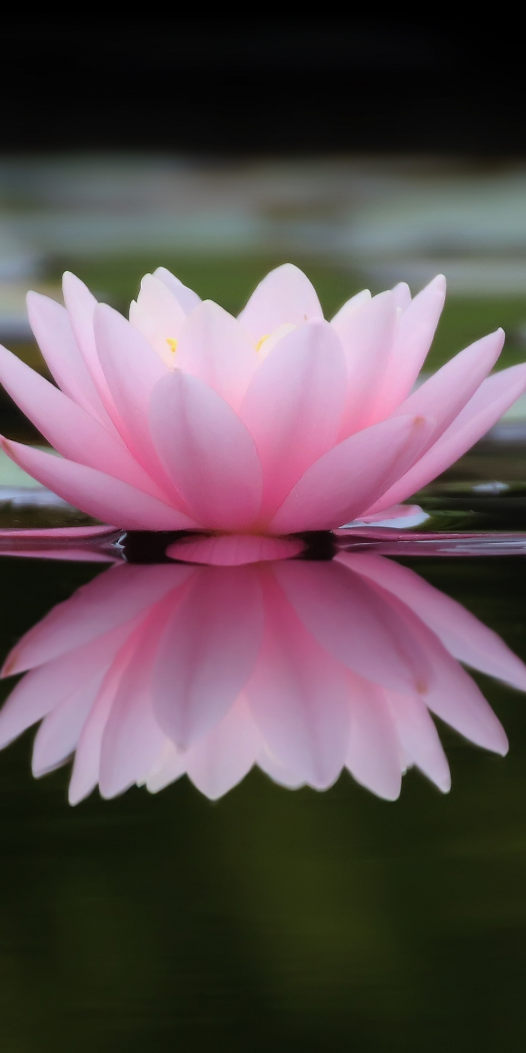 Lake, flower, pink water lily, reflections, 1080x2160 wallpaper