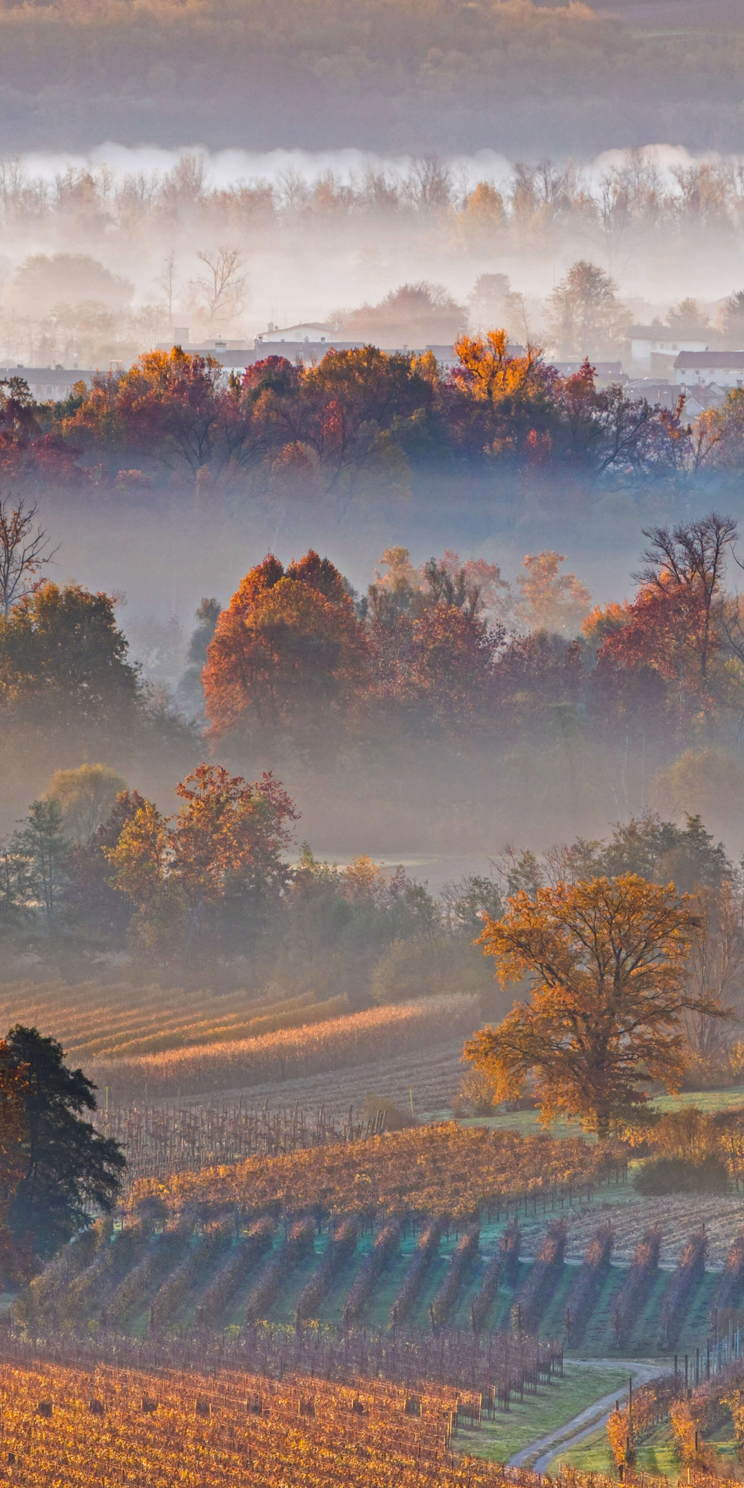 Sunrise, autumn, fog, trees, horizon, 1080x2160 wallpaper