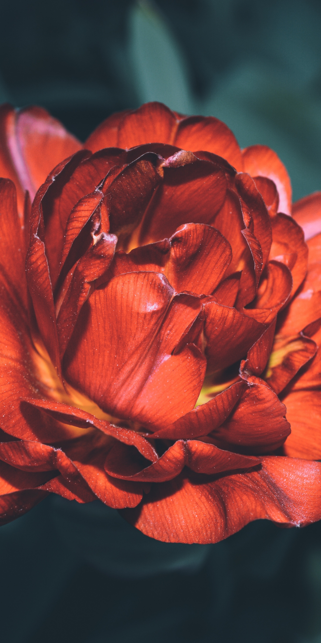 Portrait, red flower, bloom, 1080x2160 wallpaper