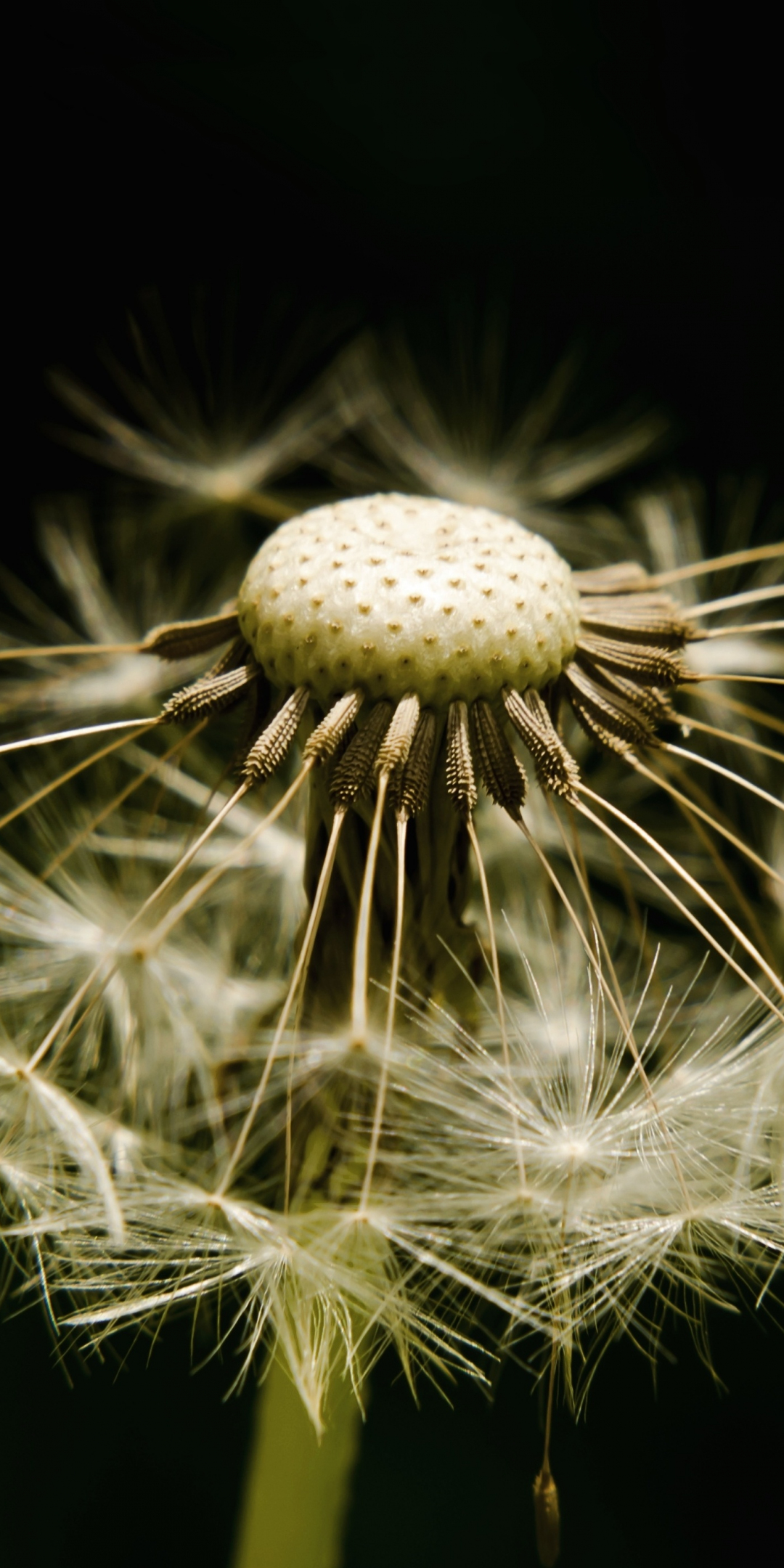 Dandelion, fluff and seed, close up, 1080x2160 wallpaper