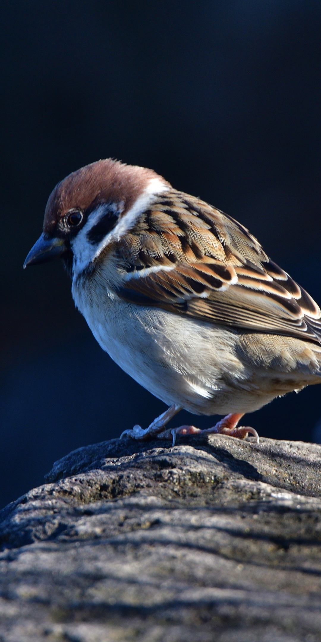 Close up, small bird, sparrow, 1080x2160 wallpaper