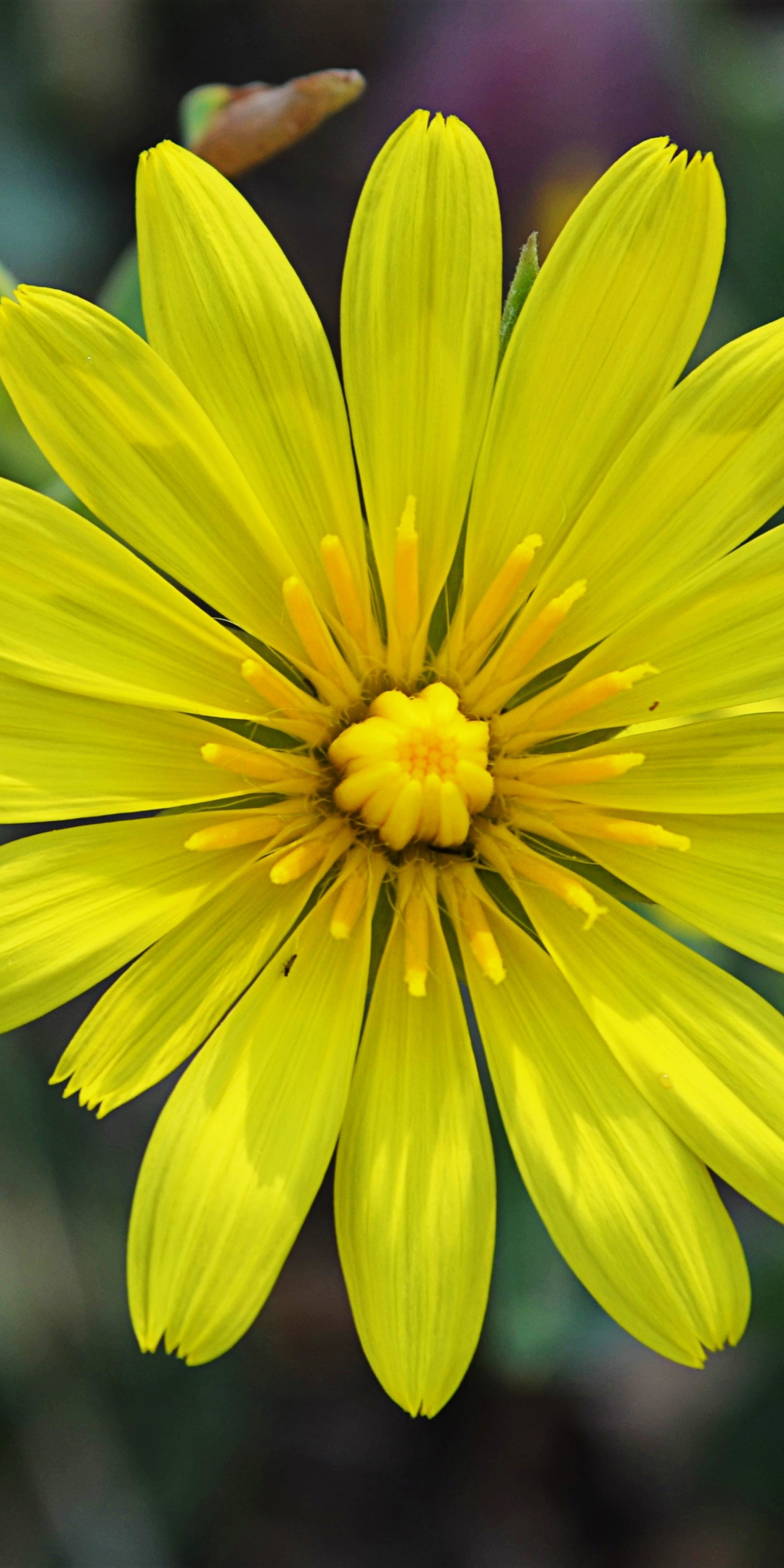 Chichewa live, vivid yellow, close up, flower, 1080x2160 wallpaper