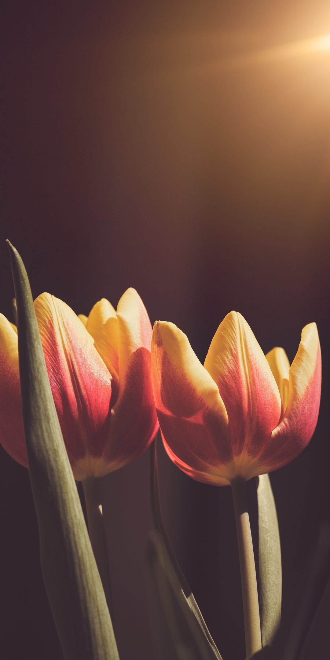 Buds, orange-yellow tulip, flowers, 1080x2160 wallpaper