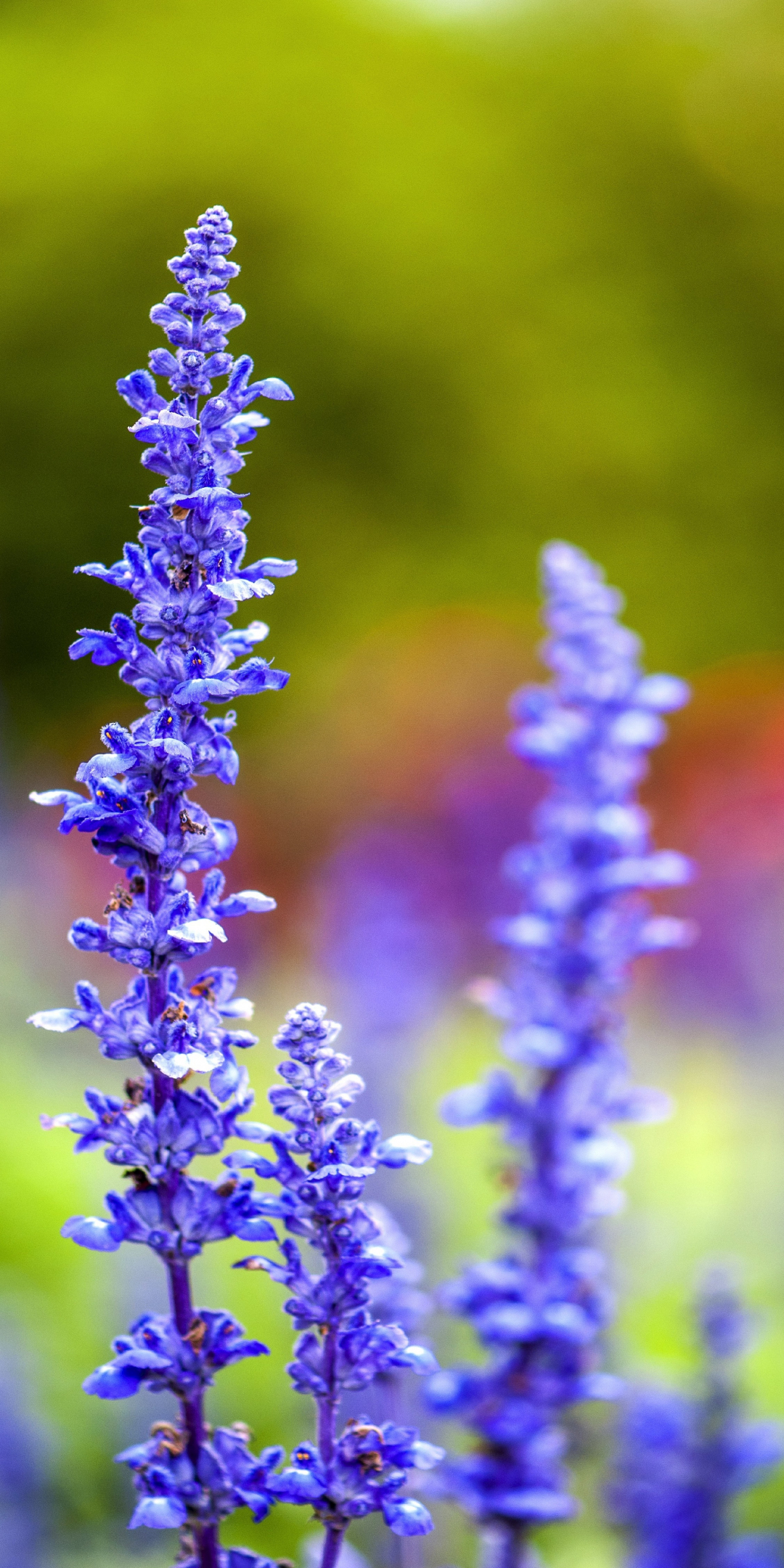 Blur, flora, flowers, purple, meadow, 1080x2160 wallpaper