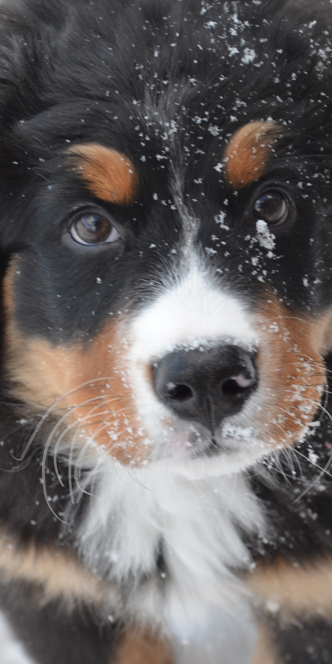 Bernese mountain dog, puppy, muzzle, 1080x2160 wallpaper