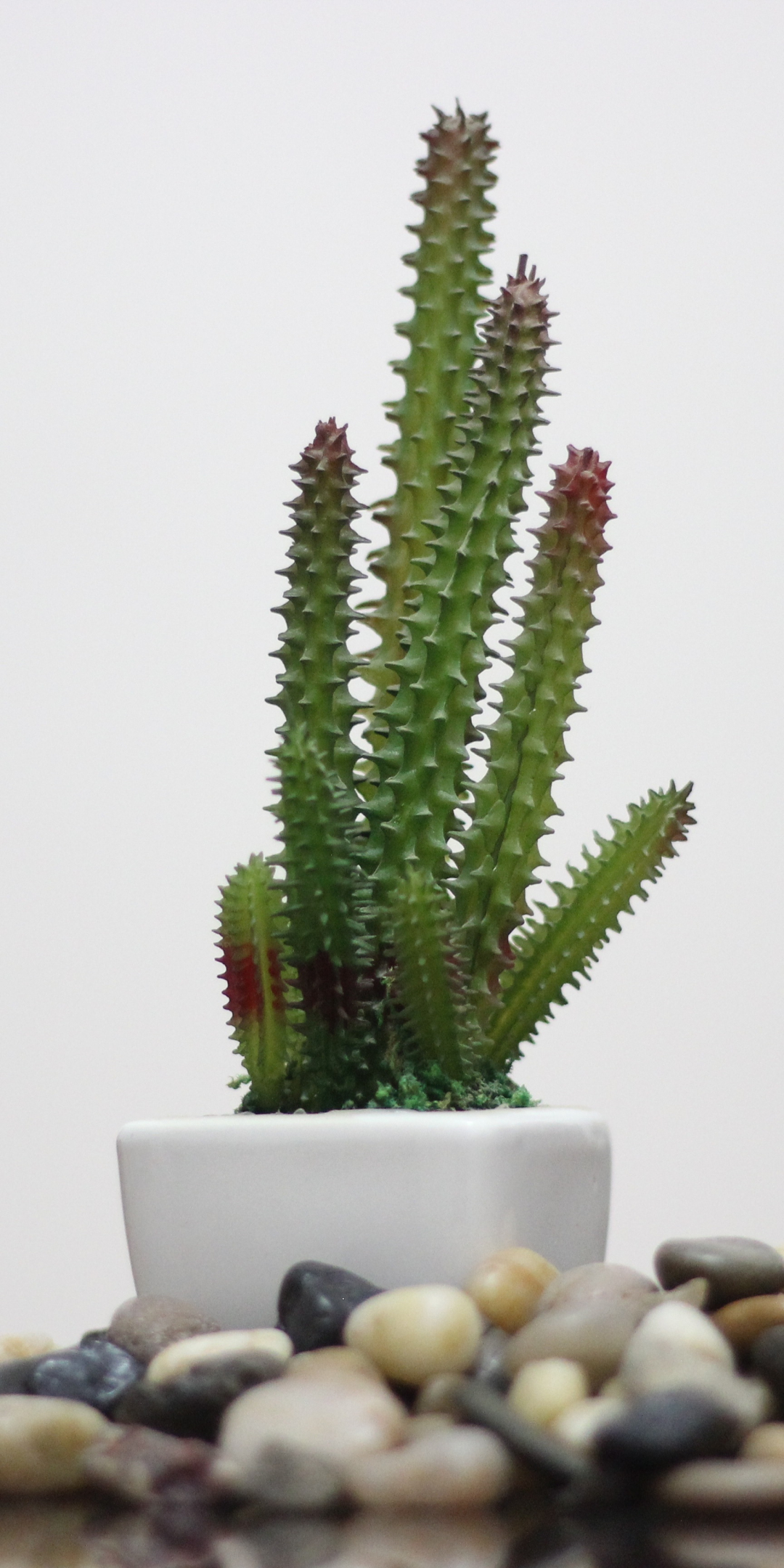 Cactus, plants, rocks, 1080x2160 wallpaper