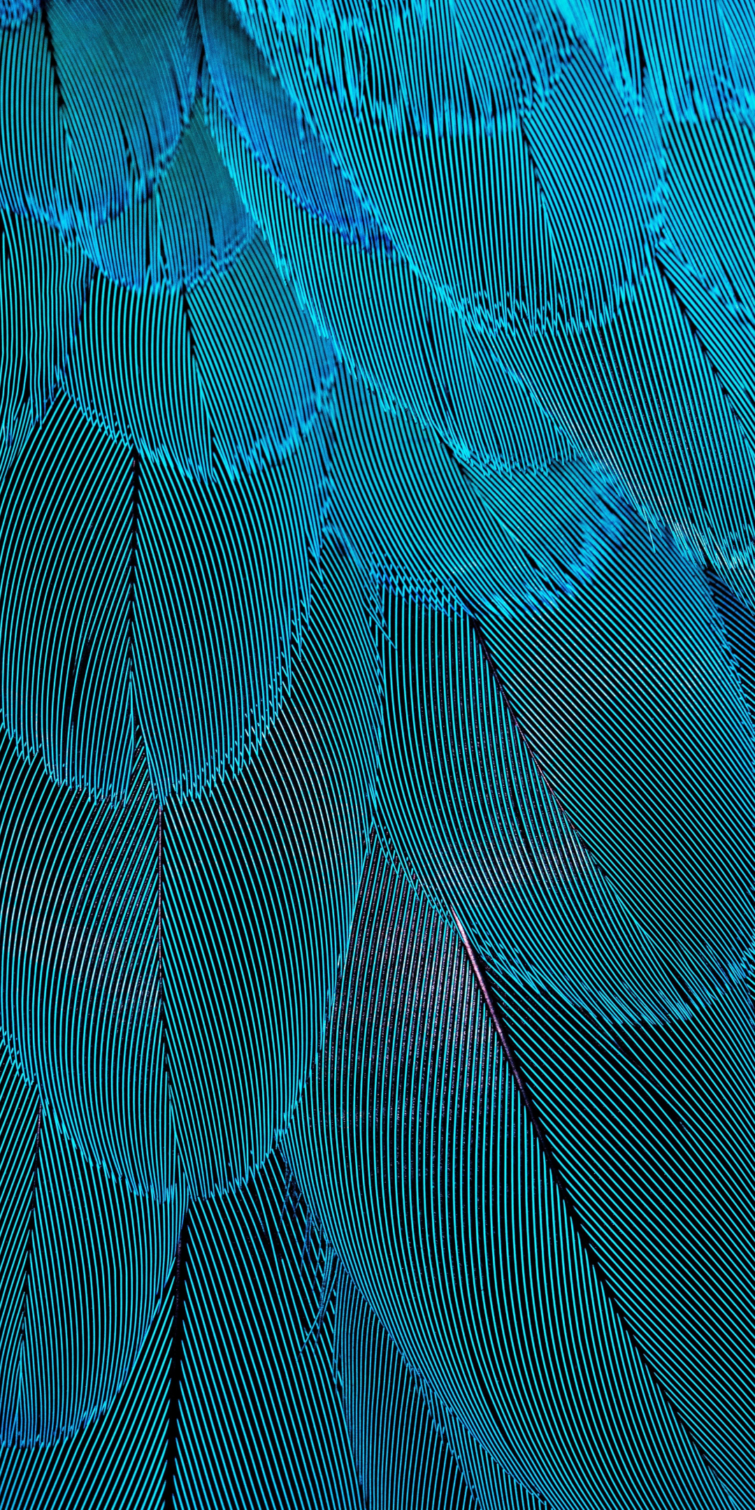 Plumage, blue feathers, close up, 1080x2160 wallpaper