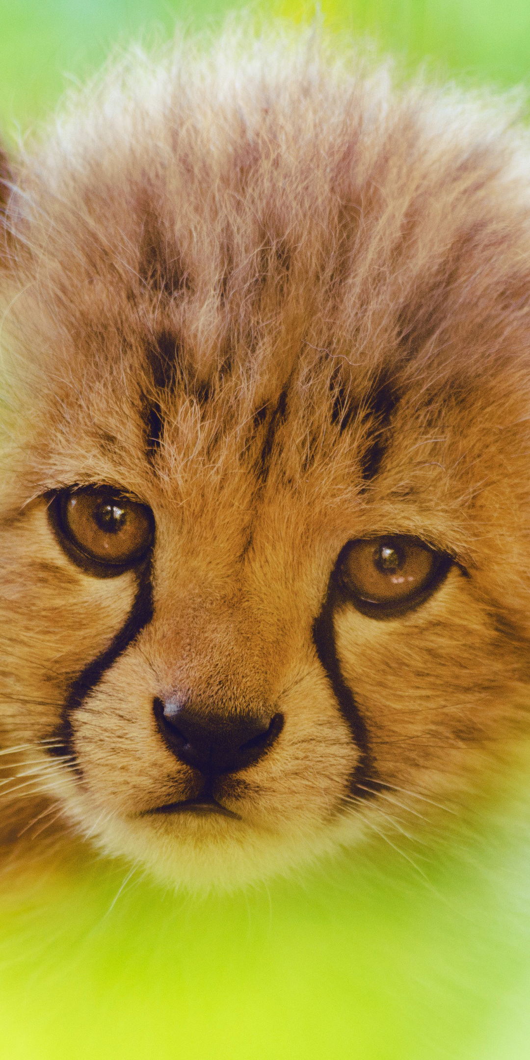 Cheetah, predator, cute cub, muzzle, 1080x2160 wallpaper