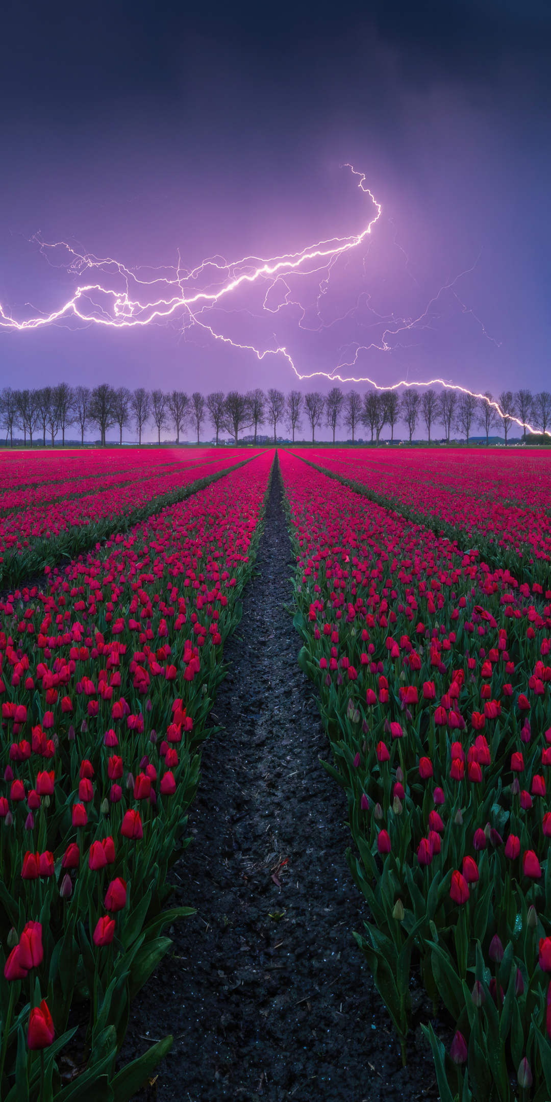 Tulip field, lightning, storm, nature, 1080x2160 wallpaper