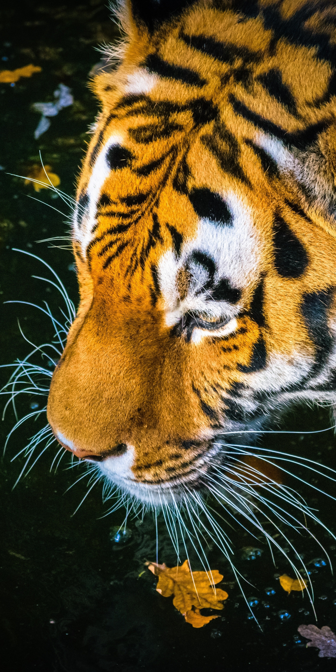 Predator, tiger, drinking water, muzzle, 1080x2160 wallpaper