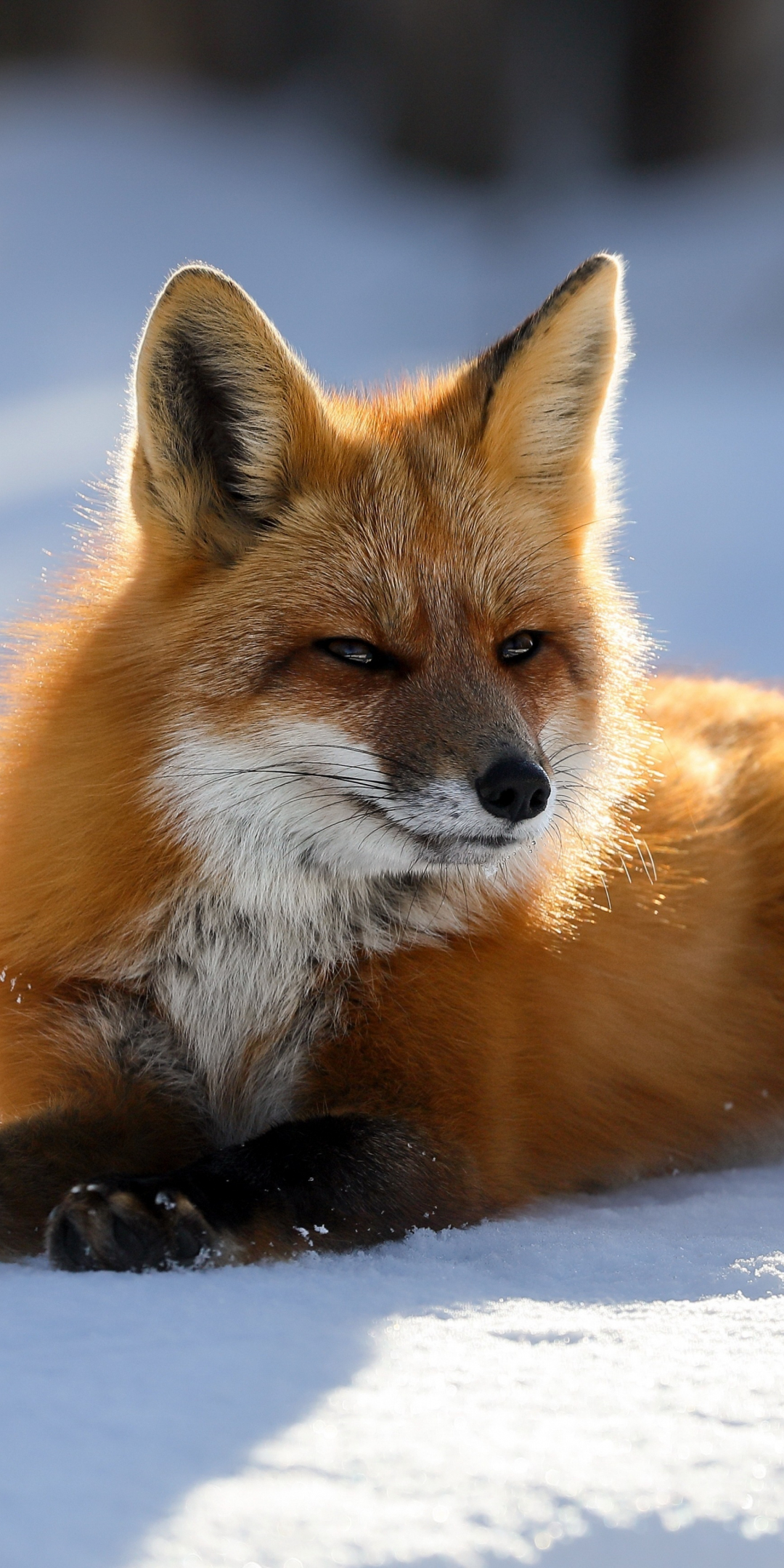 Predator red fox animal 5k, 1080x2160 wallpaper