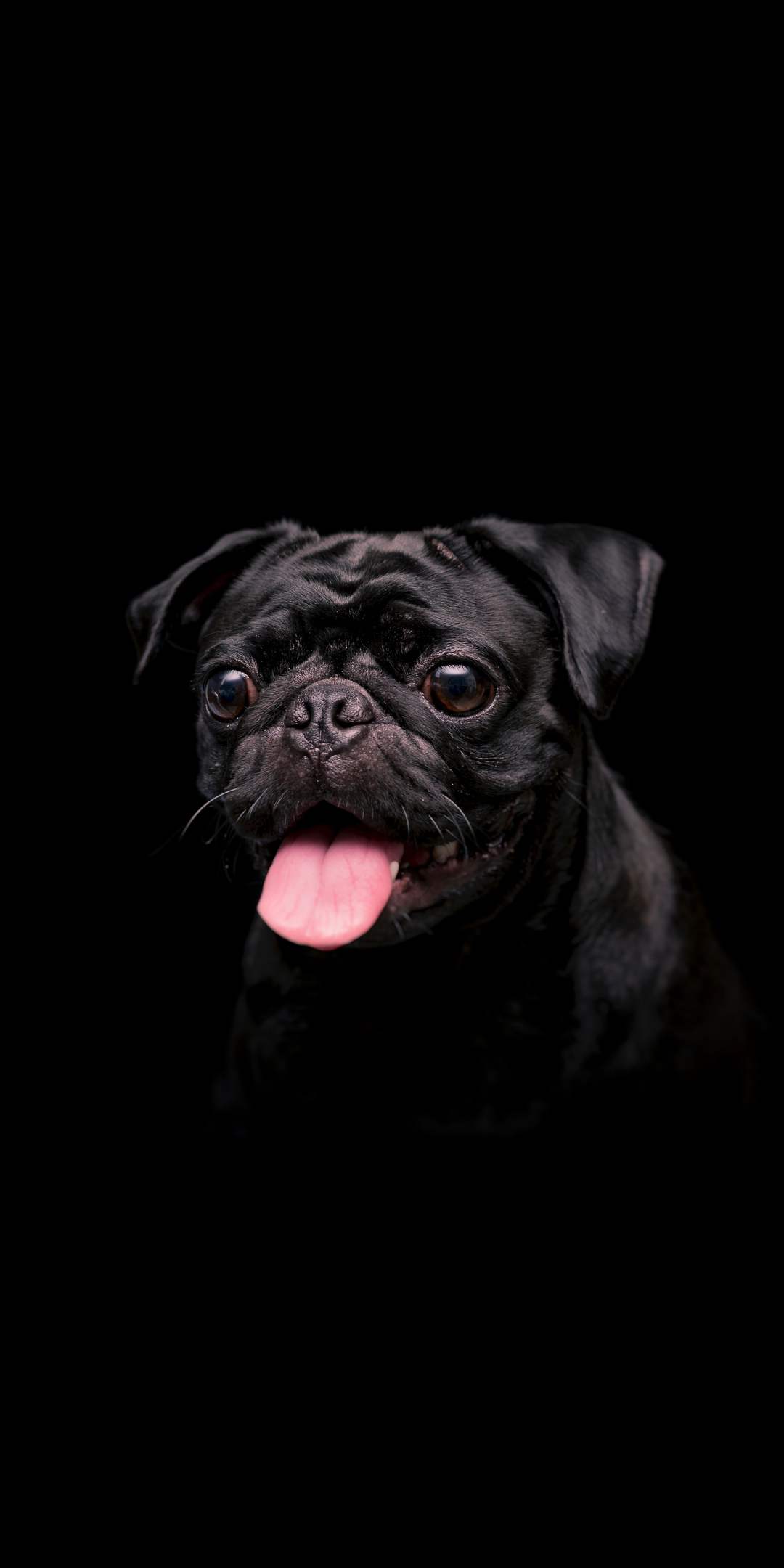 Black cute dog, animal, 1080x2160 wallpaper