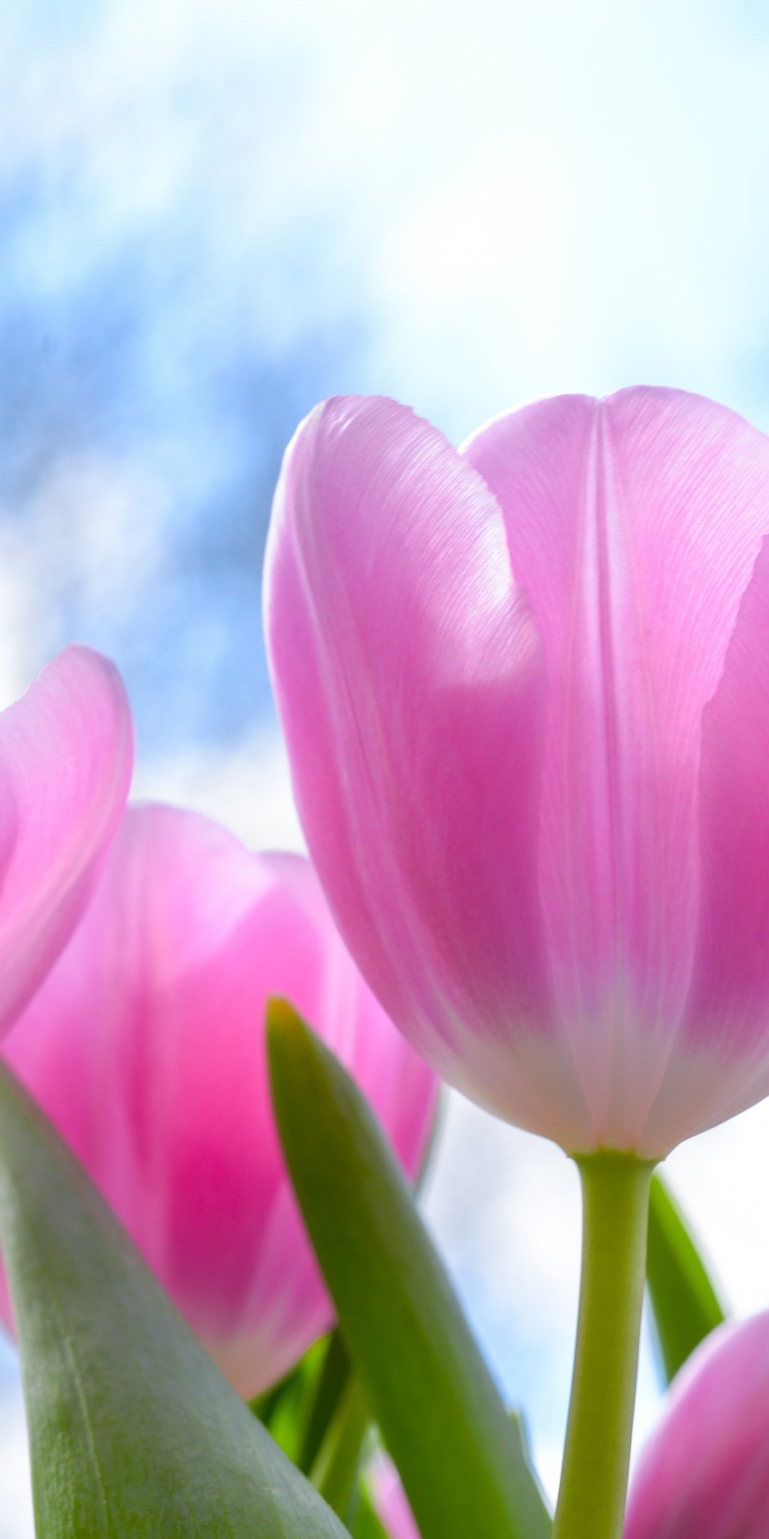 Fresh, pink tulips, flowers, 1080x2160 wallpaper