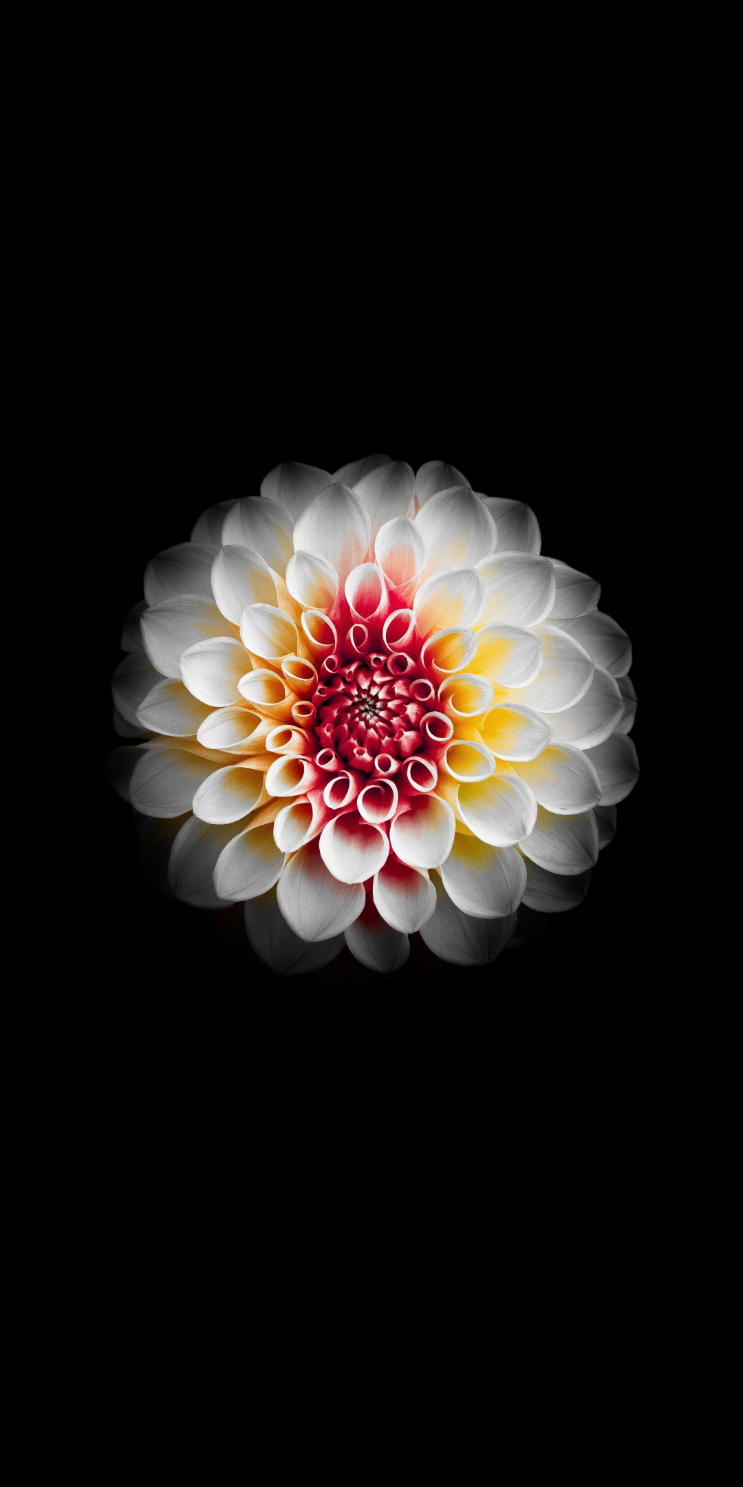 Portrait, white Dahlia, flower, 1080x2160 wallpaper