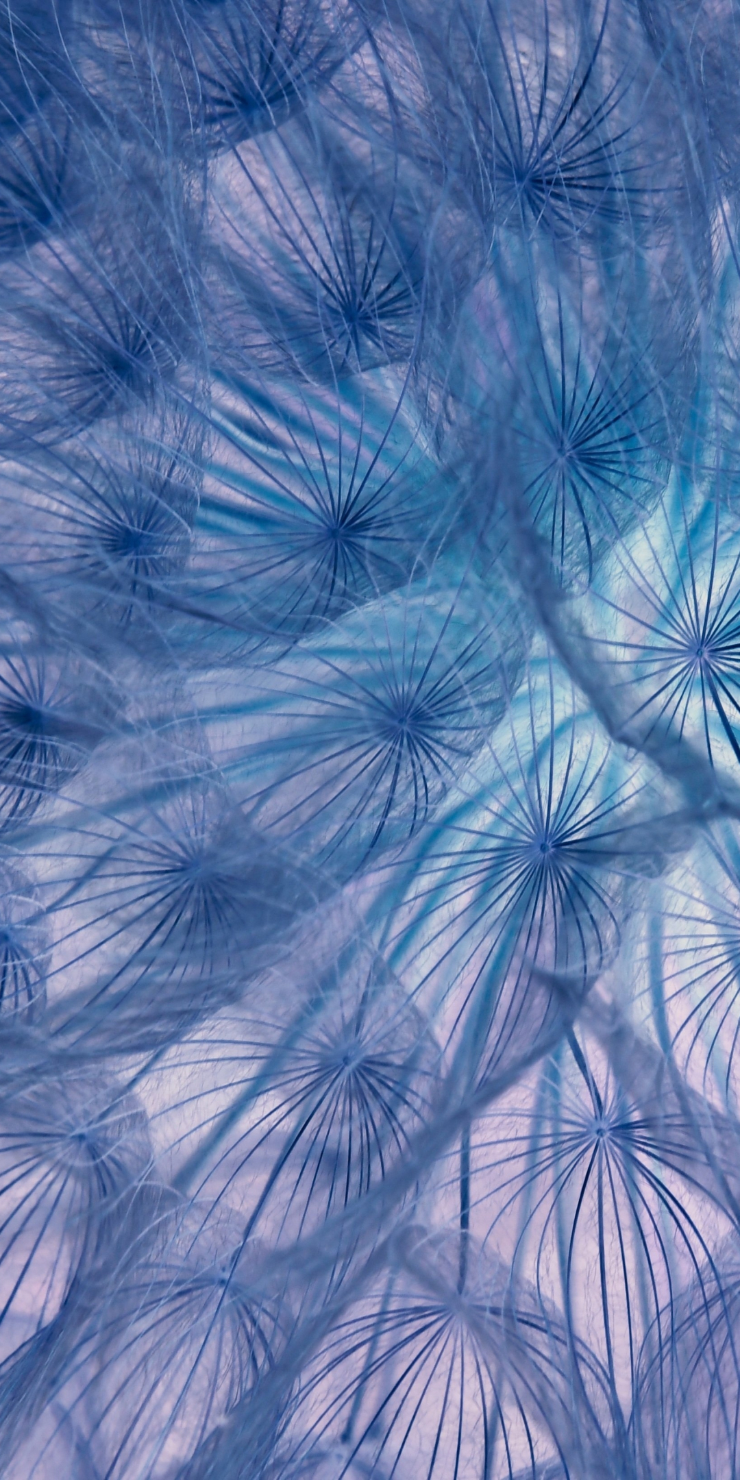 Flower, threads, close-up, dandelion, 1080x2160 wallpaper