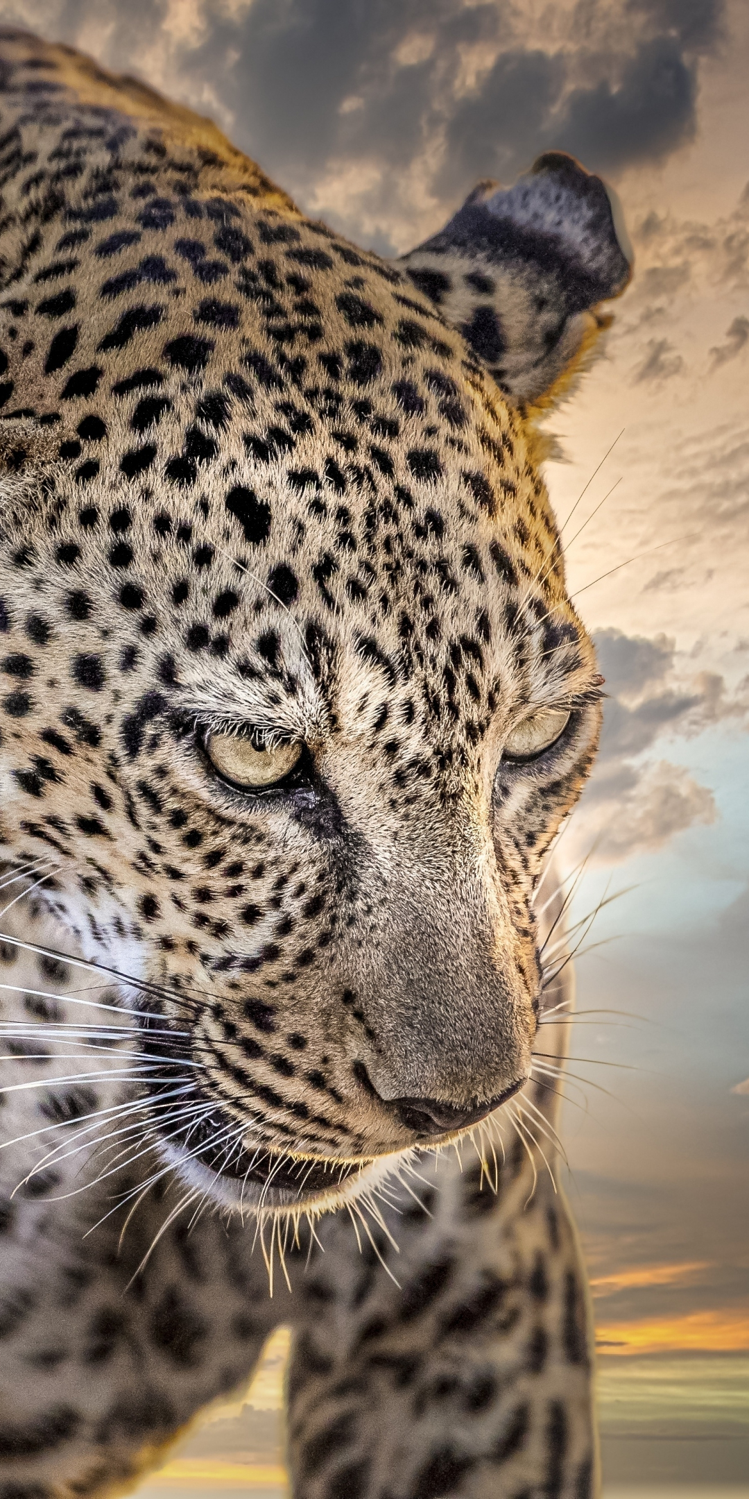 Leopard, animal, predator, spots, 1080x2160 wallpaper