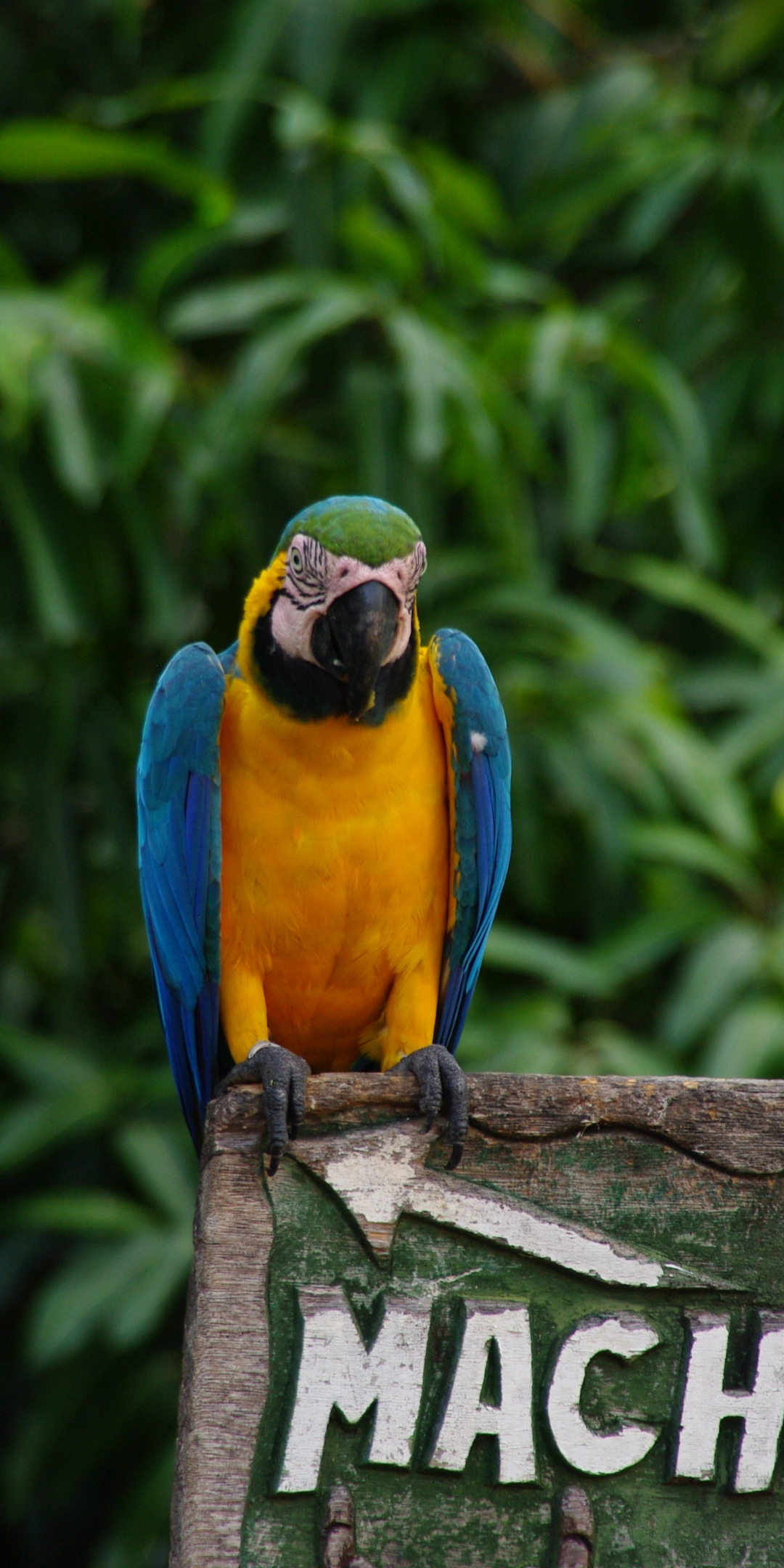 Blue macaw, colorful, tropical, bird, 1080x2160 wallpaper