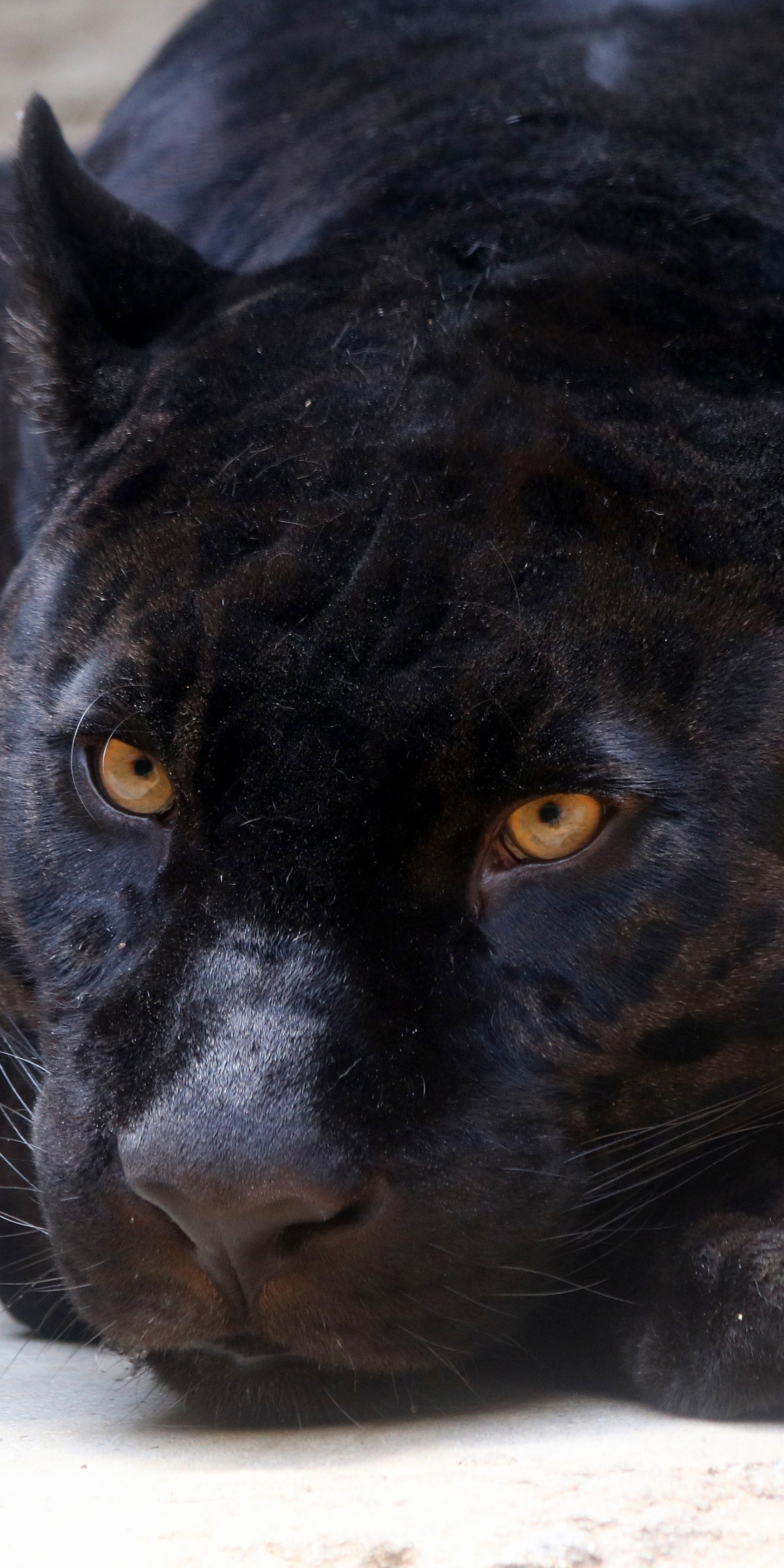 Black Panther, predator, relaxed, 1080x2160 wallpaper