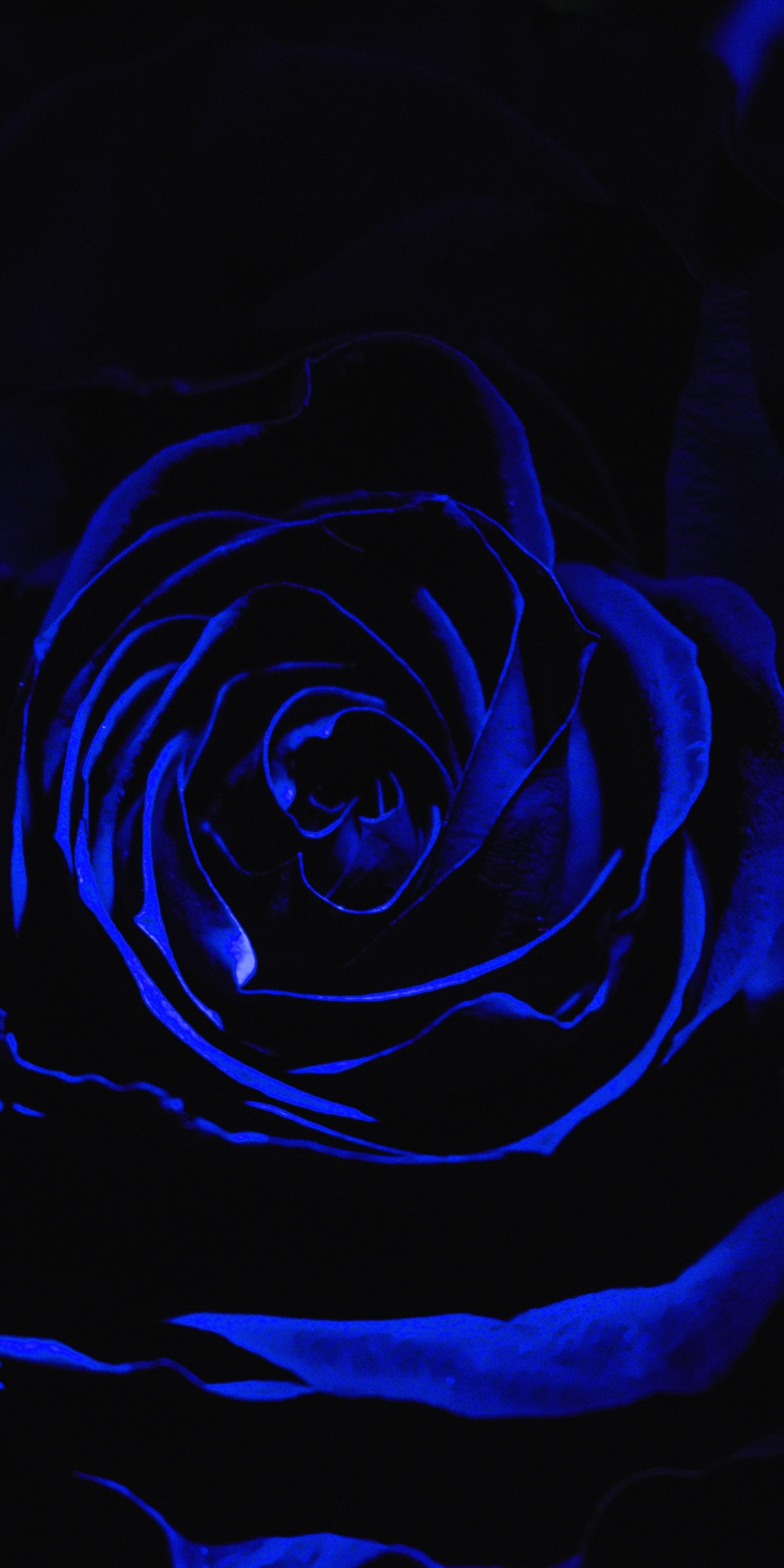 Blue rose, dark, close up, 1080x2160 wallpaper