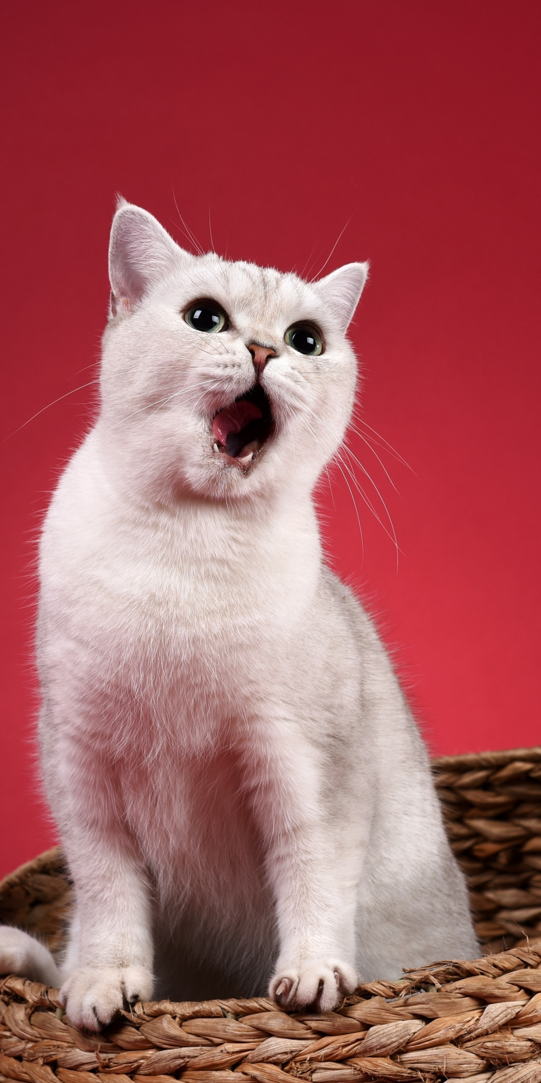 Yawn, white animal, pet, cat, 1080x2160 wallpaper