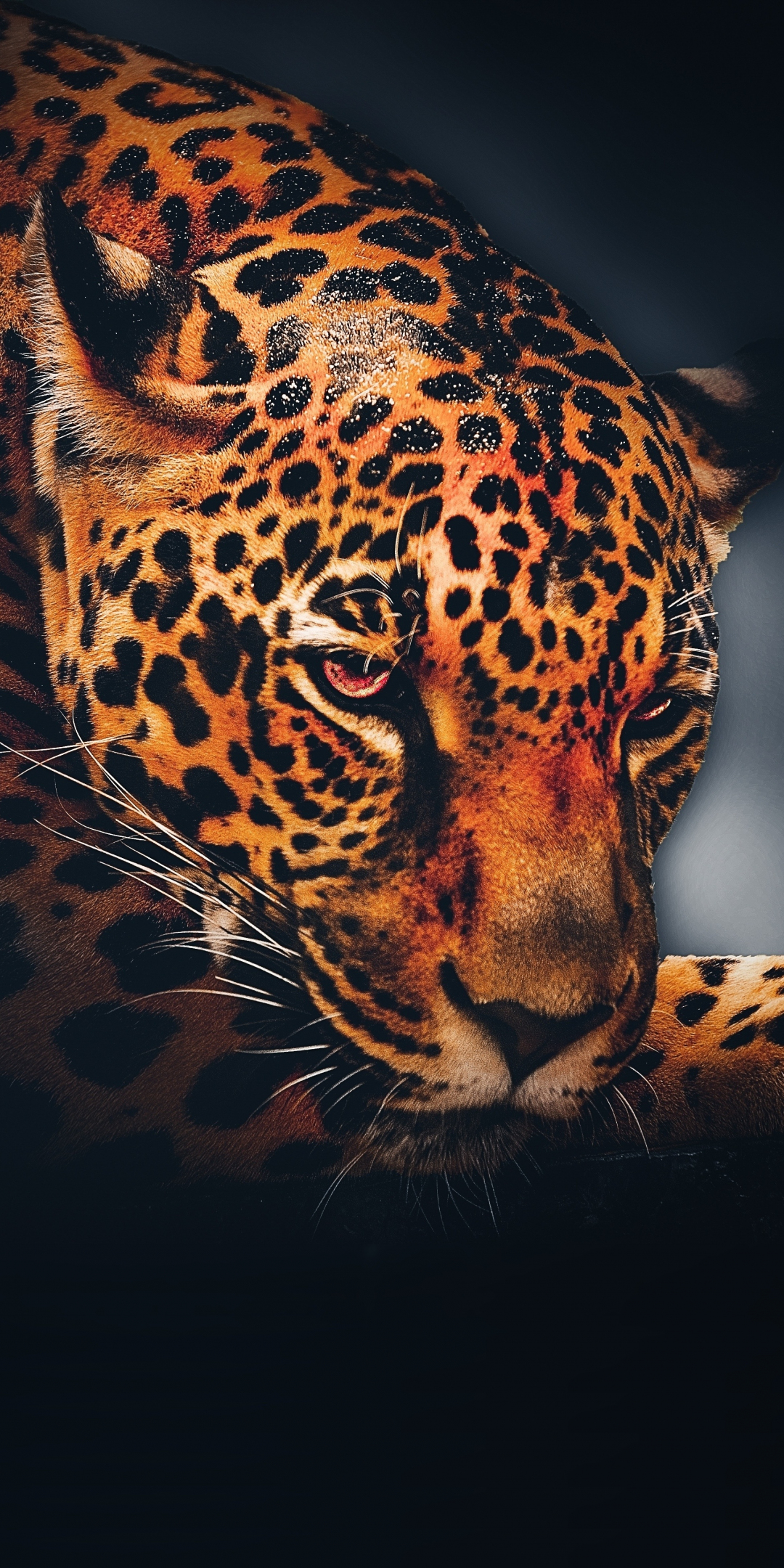Leopard, animal, relaxed, portrait, 1080x2160 wallpaper