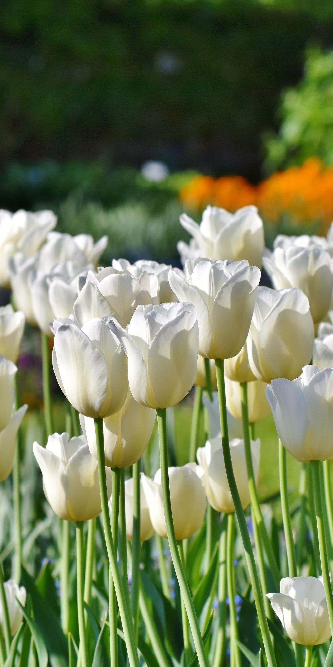 Tulips, flowers fields, white flowers, farm, 1080x2160 wallpaper