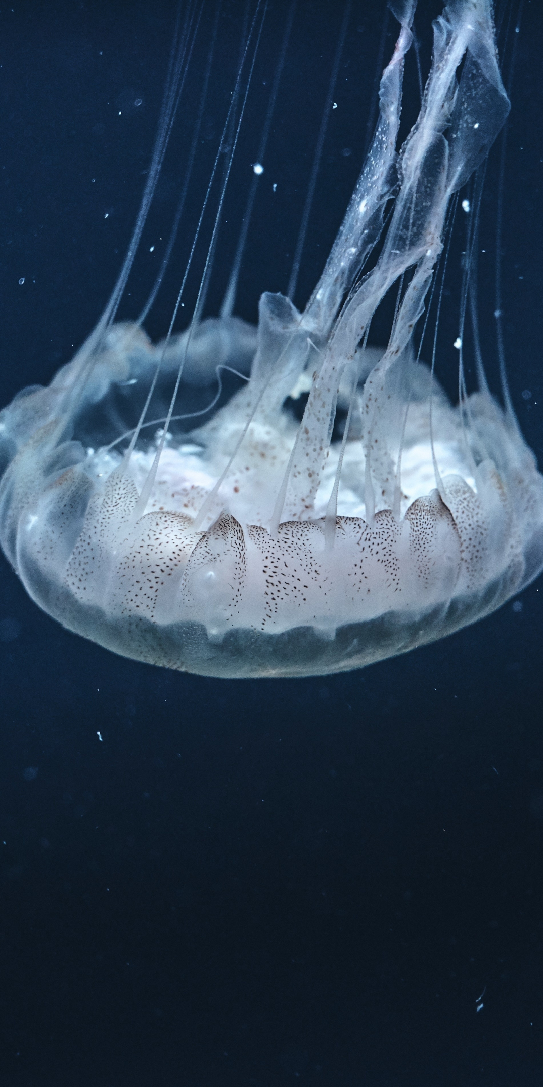 Underwater, aquatic, jellyfish, animal, 1080x2160 wallpaper