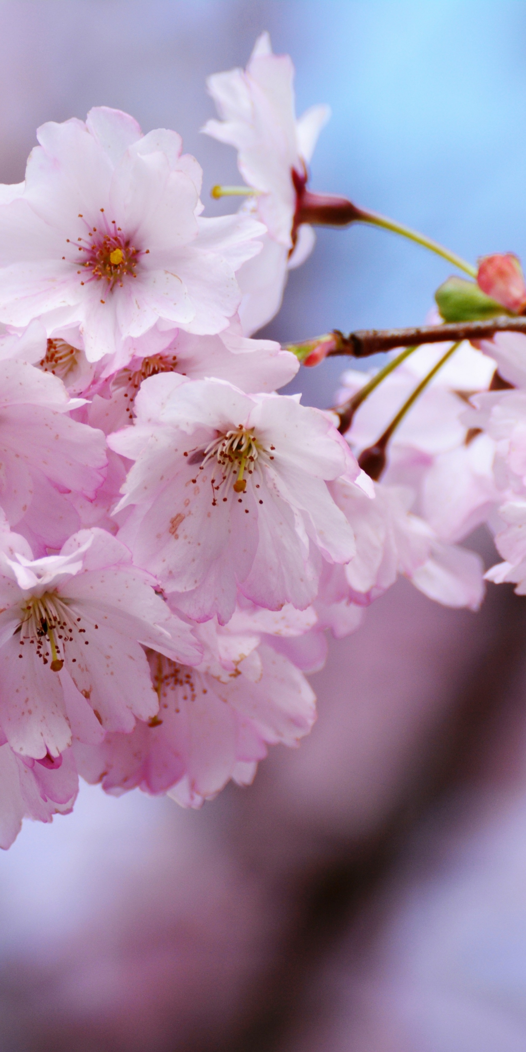 Cherry blossoms, flowers, blur, tree branches, 1080x2160 wallpaper