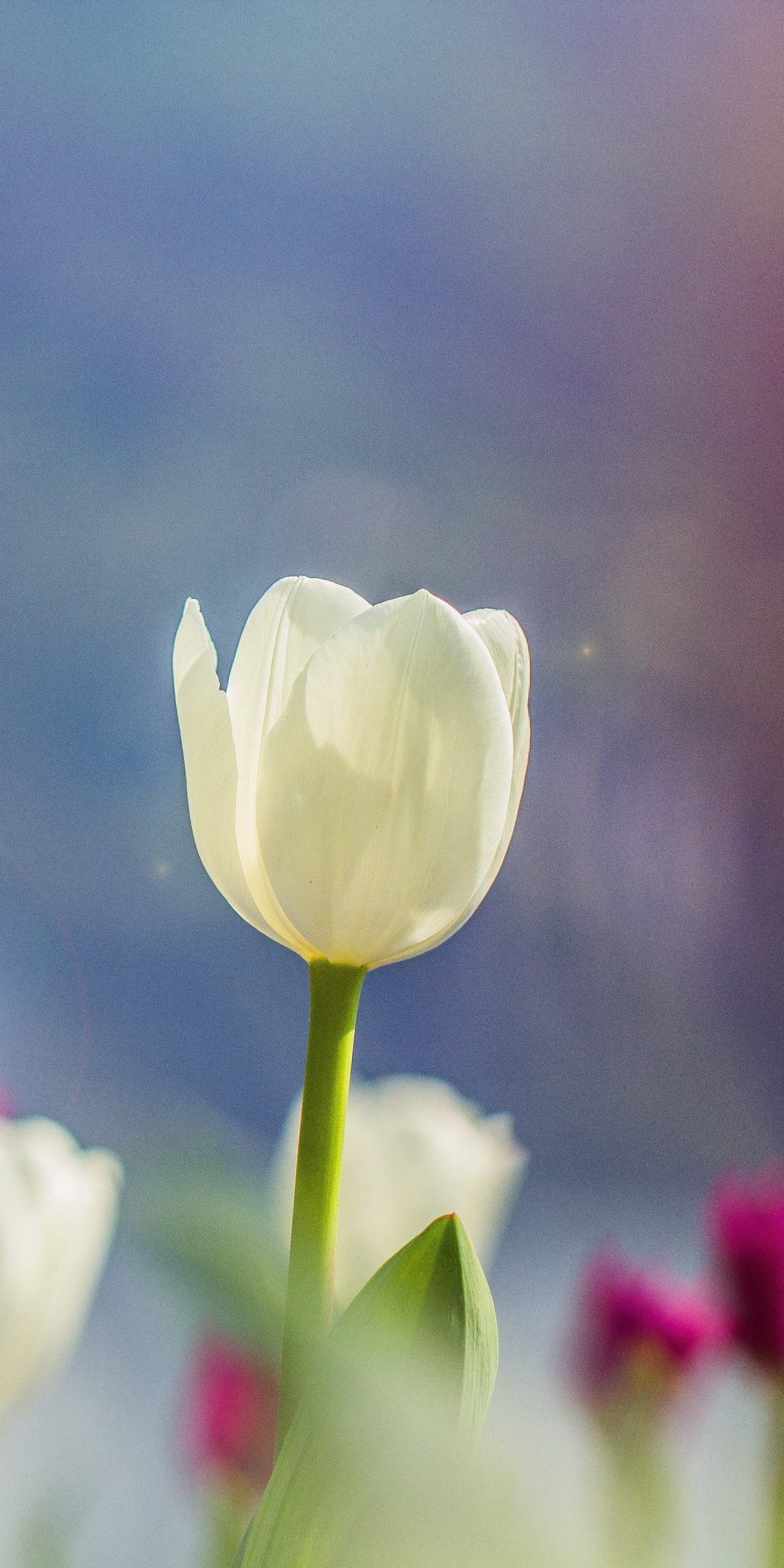 White tulips, portrait, 1080x2160 wallpaper