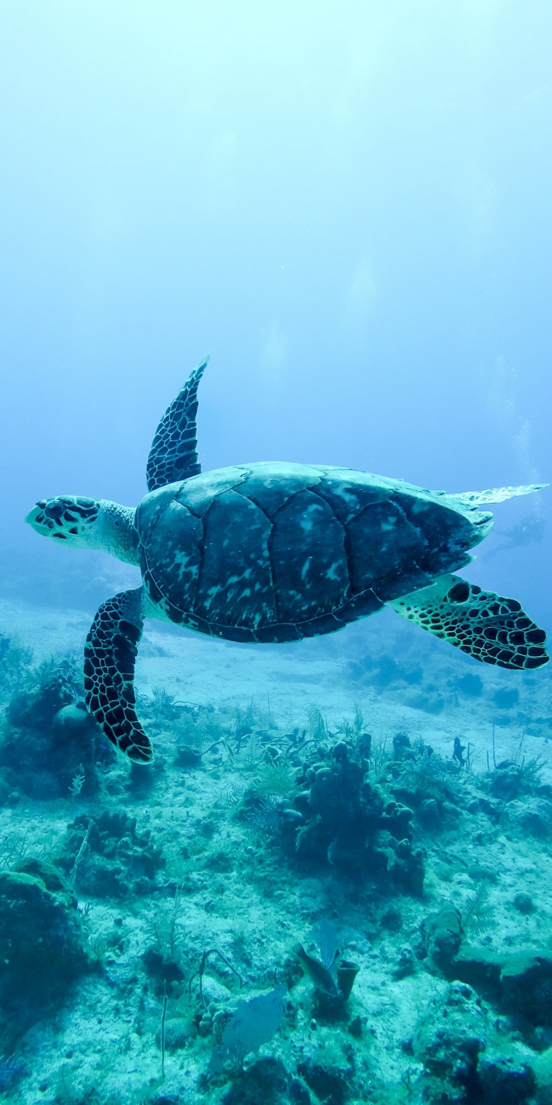 Underwater, animal, turtle, 1080x2160 wallpaper