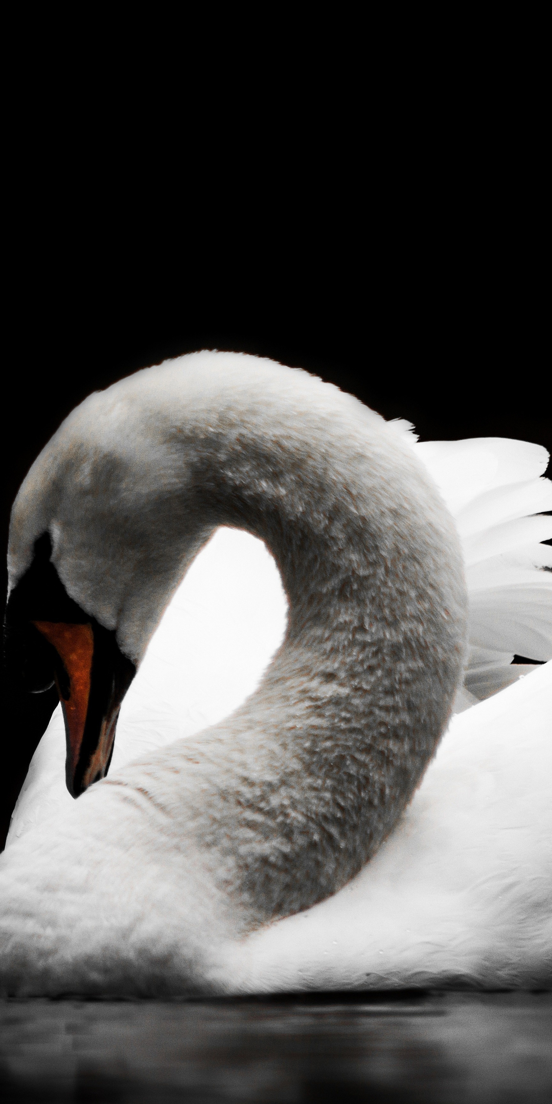 Swan, calm, bird, portrait, white, 1080x2160 wallpaper