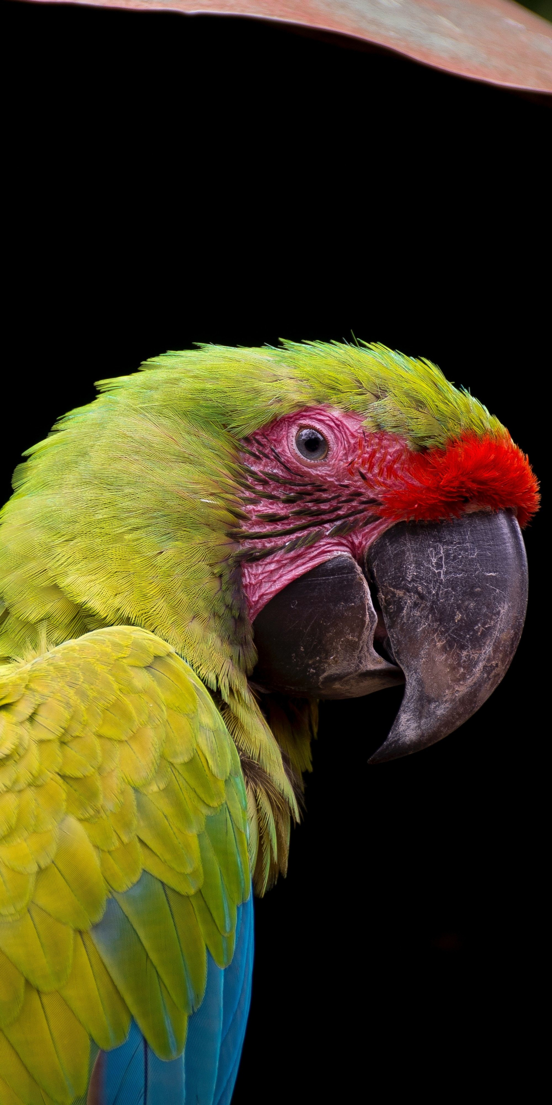 Parrot, adorable, bird, close up, 1080x2160 wallpaper