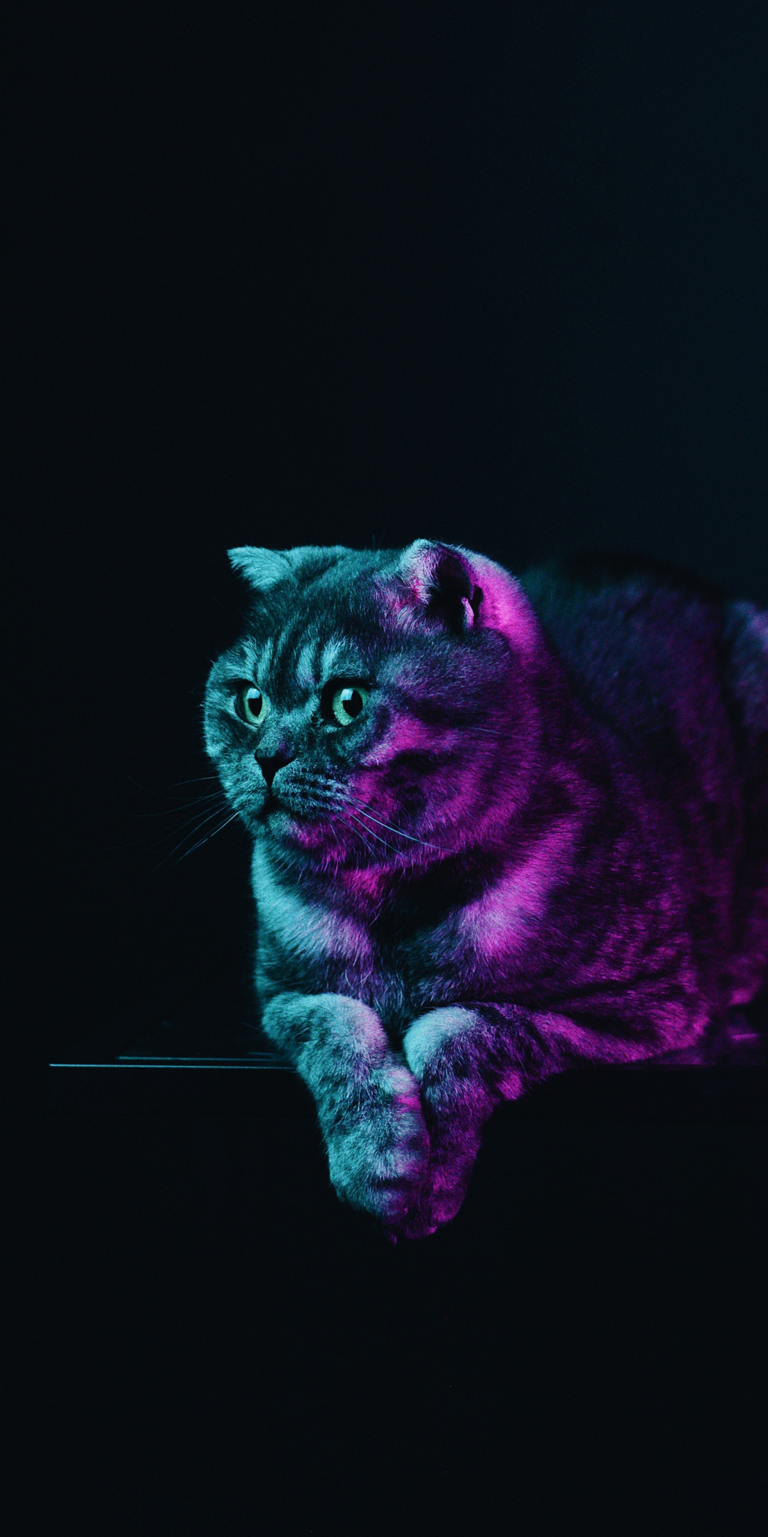 Fat cat, neon glow, animal, 1080x2160 wallpaper