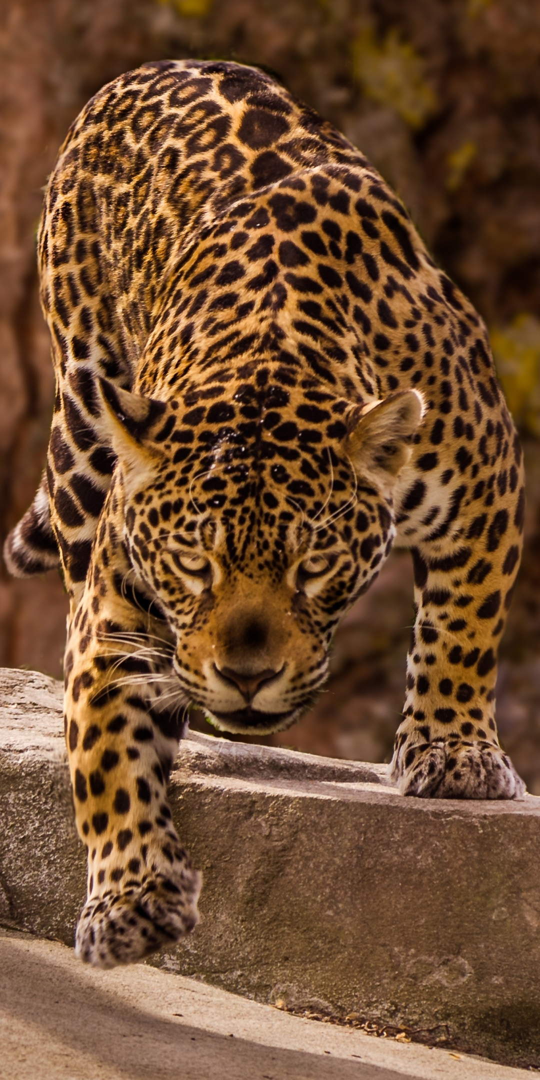 Jaguar, predator, wild, 1080x2160 wallpaper