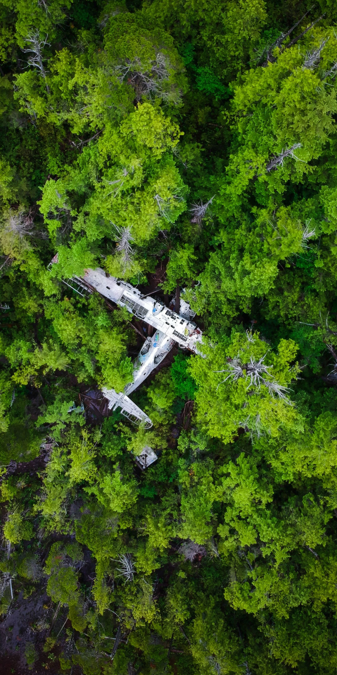 Forest, green trees, wreck, aircraft, 1080x2160 wallpaper
